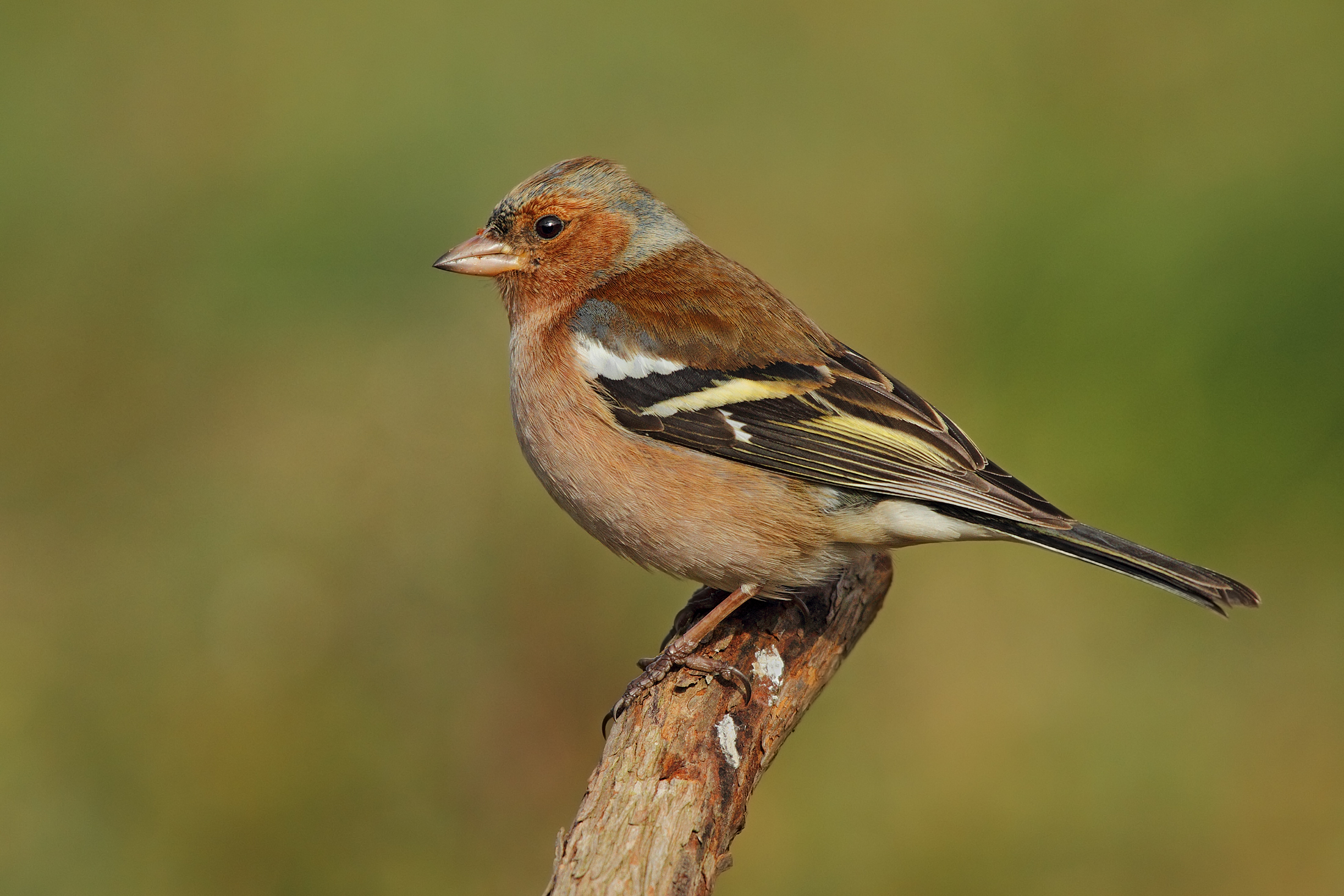 Fringuello (maschio)