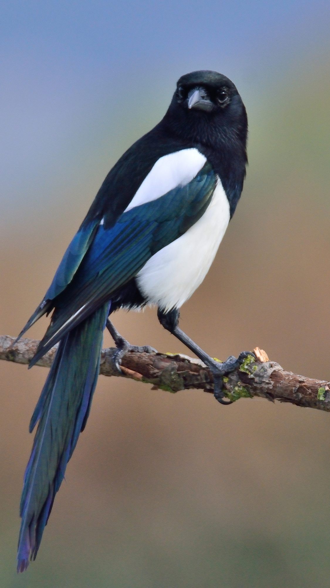 Magpie