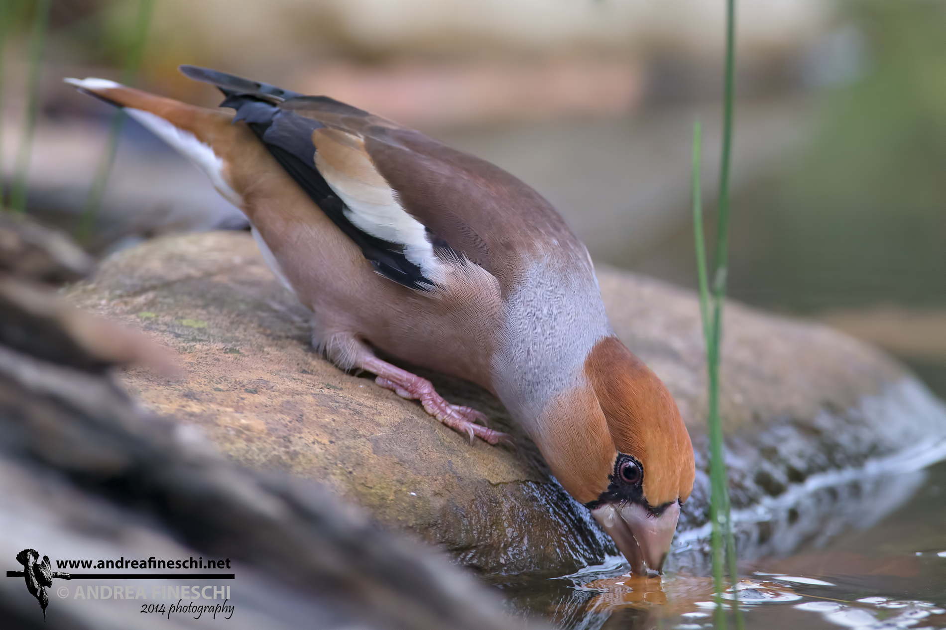 Grosbeak male is drinking