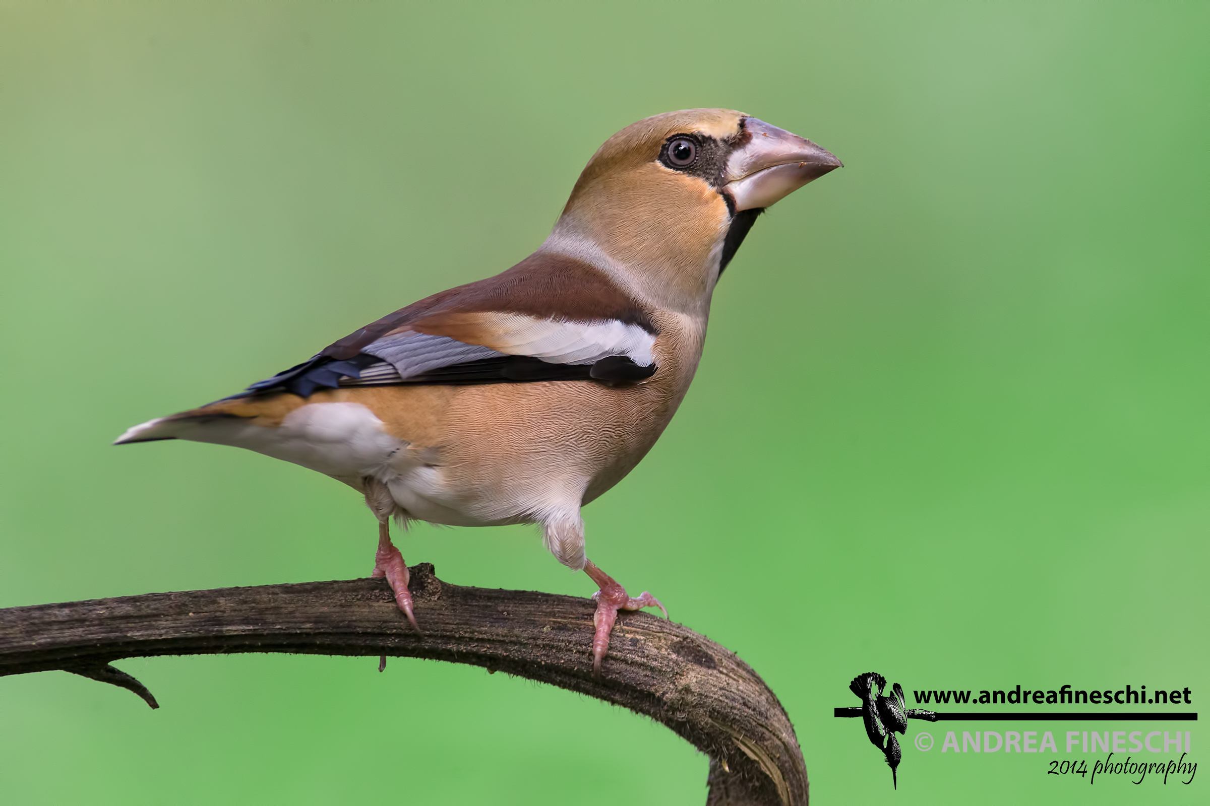 Female Hawfinch