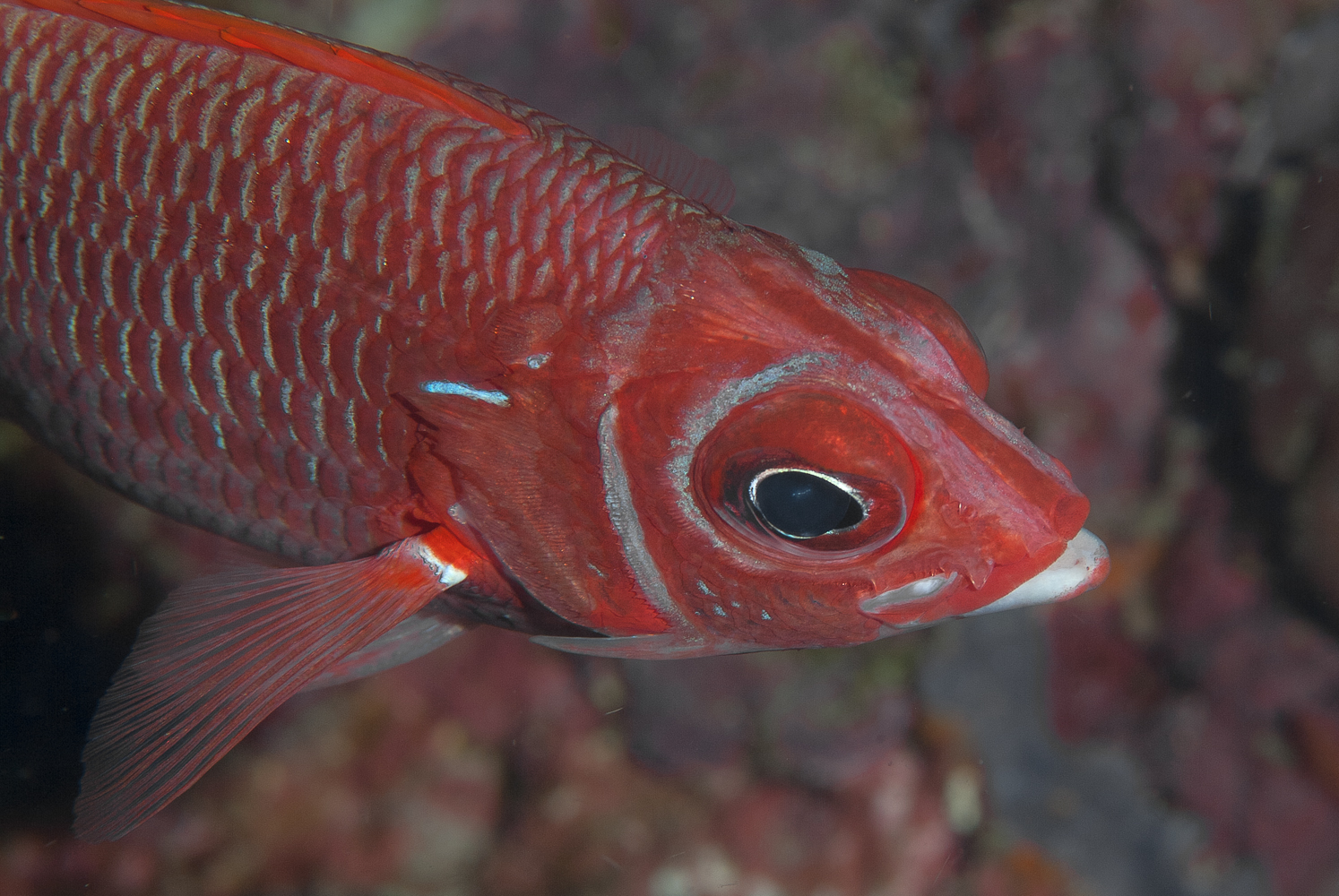 sargocentrum caudimaculatum