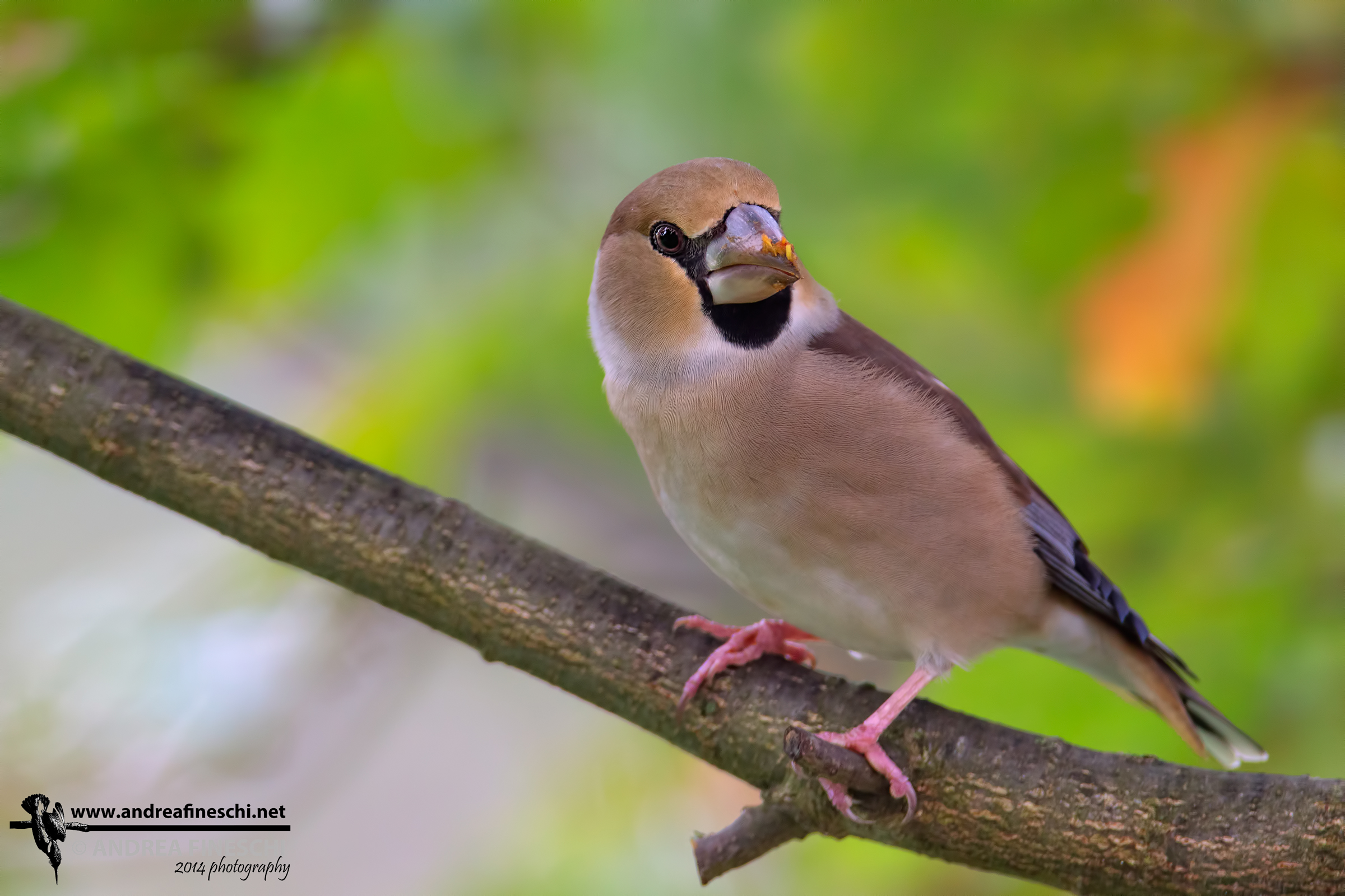 Female Hawfinch
