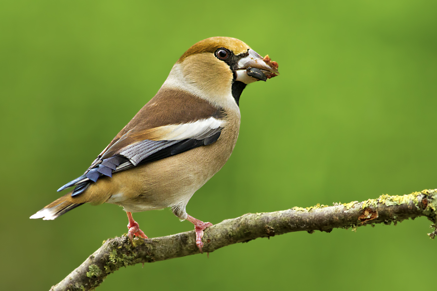 Hawfinch M.