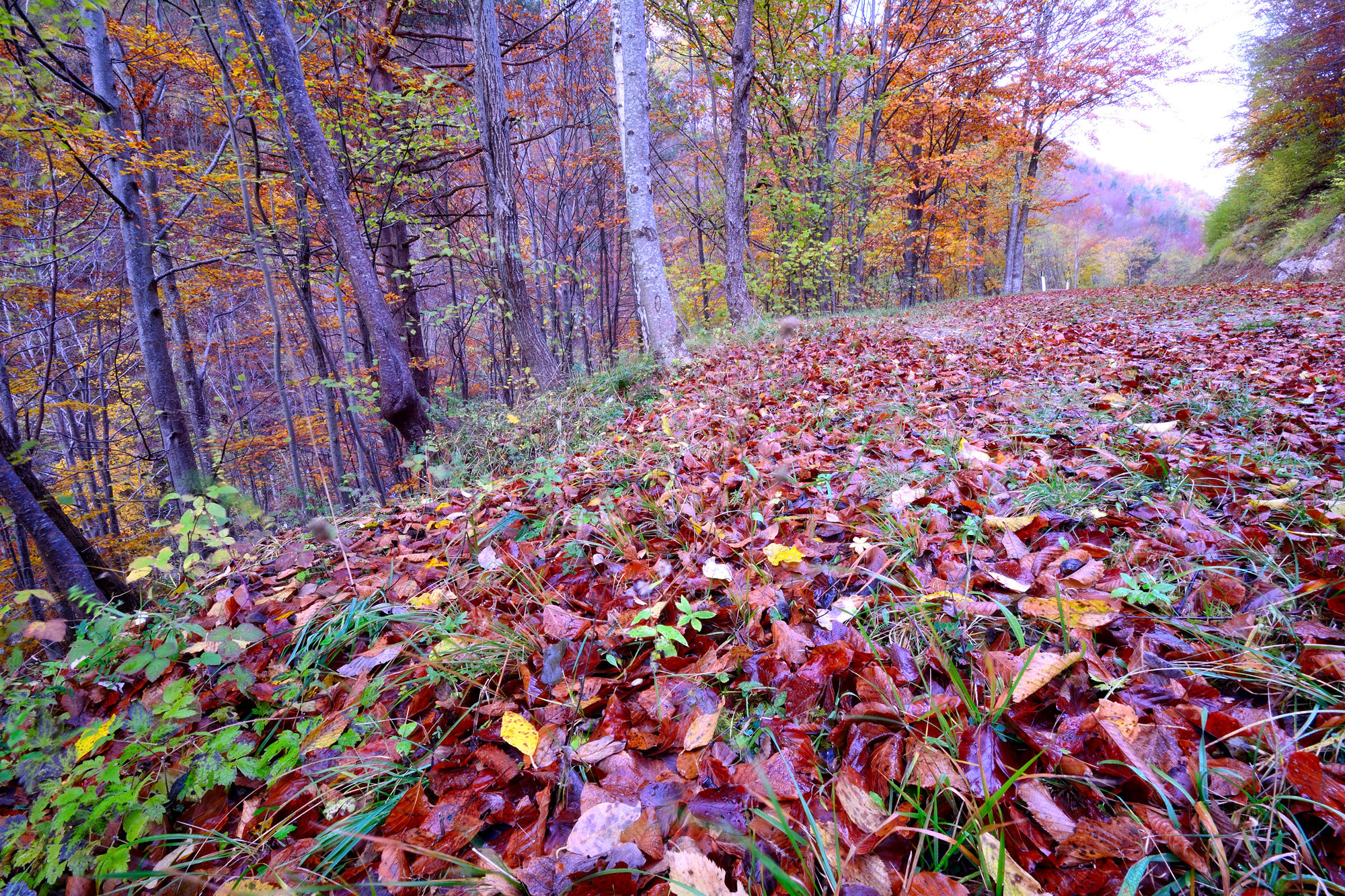 Autumn colors in the upper Val Tanaro