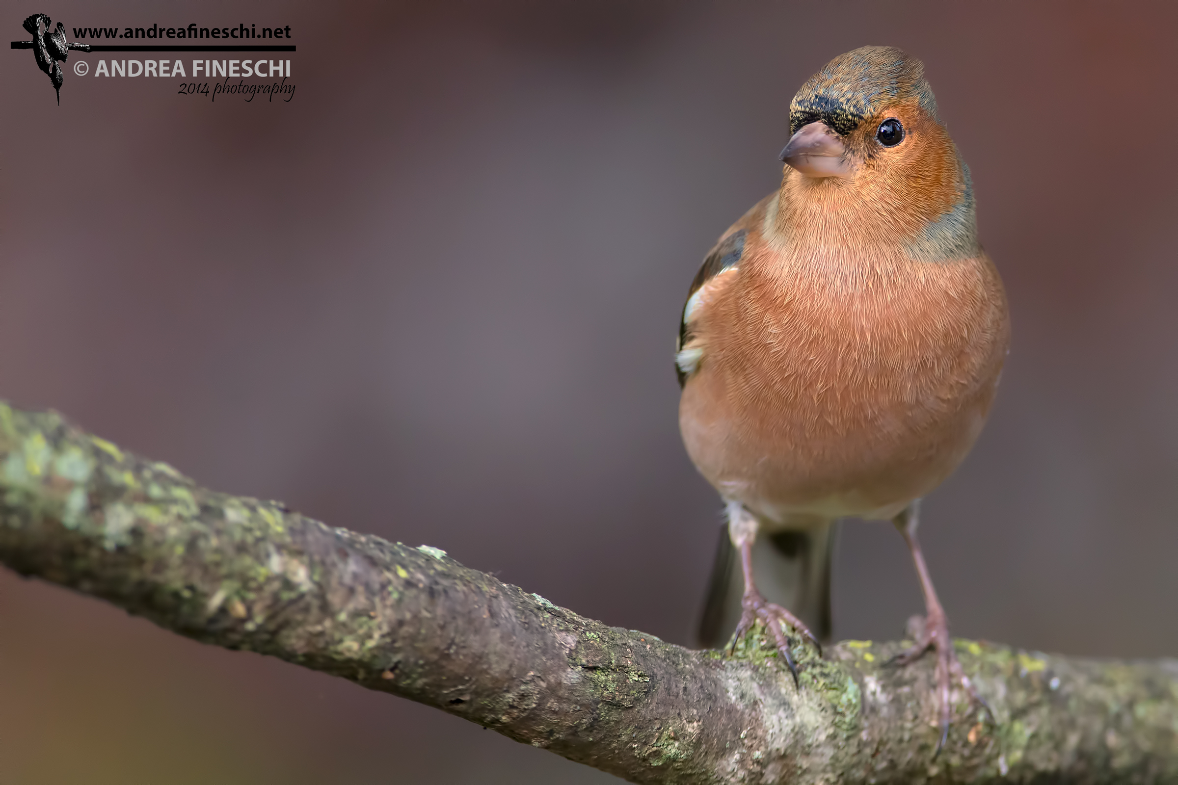 Chaffinch in autumn colors