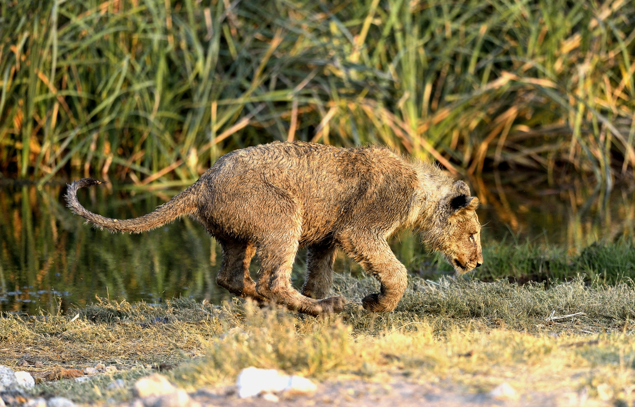 Etosha - Giovane Leone