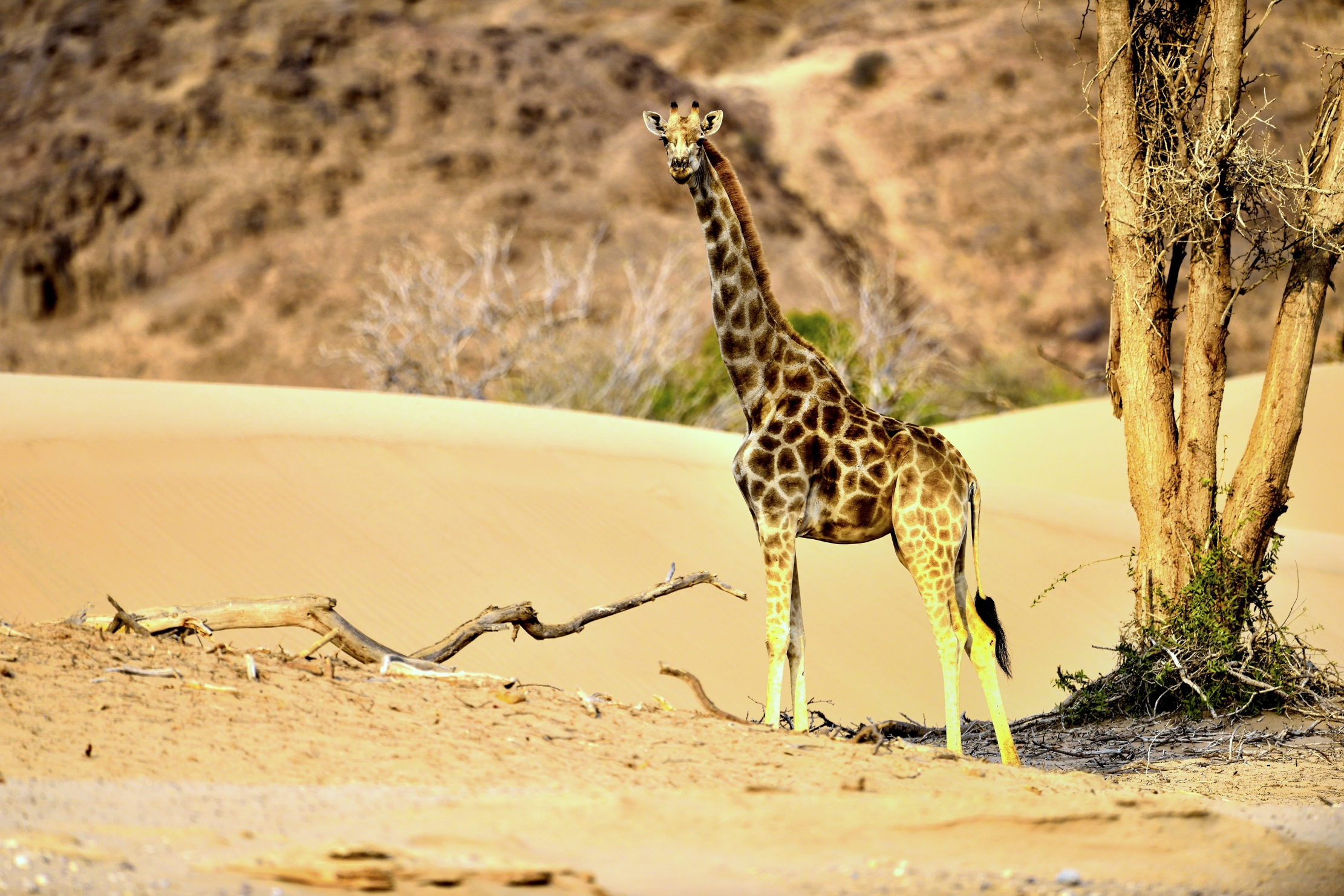 Deserto del Kaokoland - Giraffa
