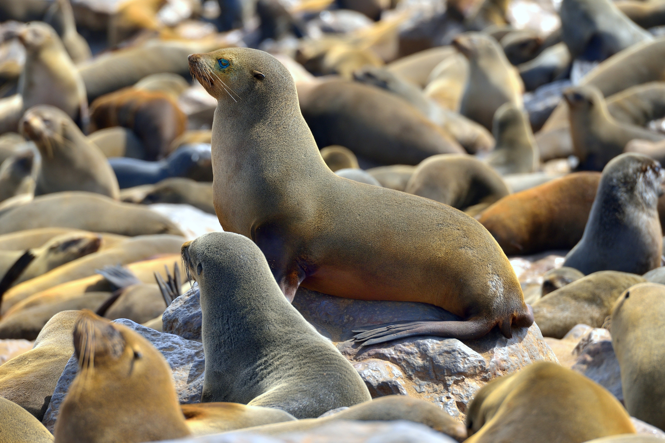 Skeleton Coast - Otarie del Capo