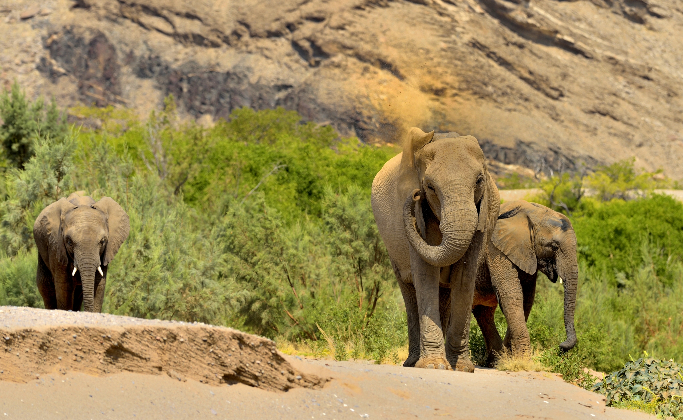 Deserto del Kaokoland  - Elefanti