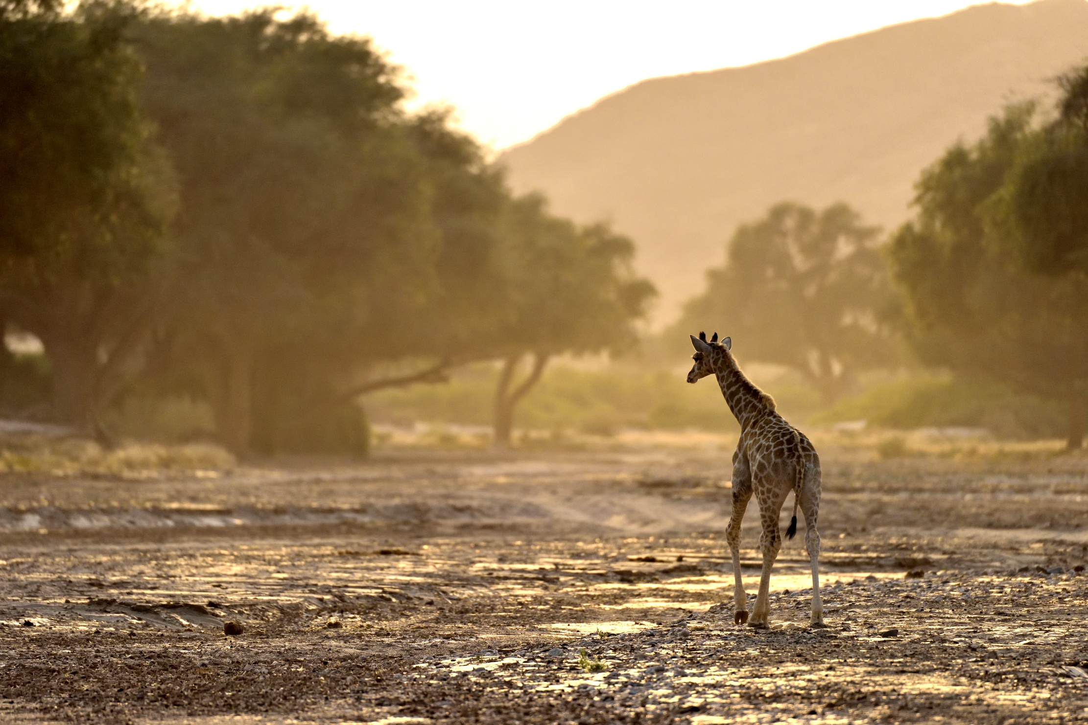 Deserto del Kaokoland  - Piccolo di giraffa