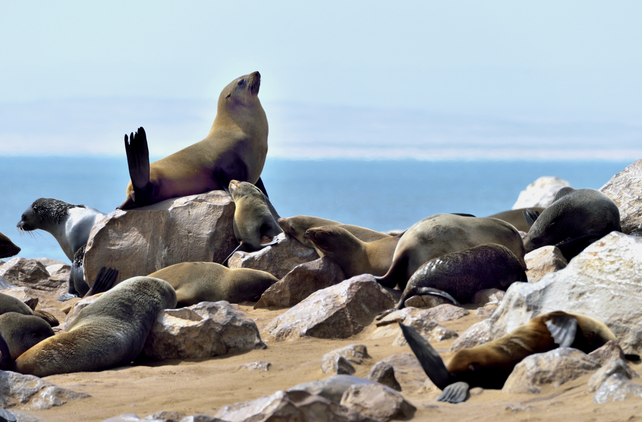 Skeleton Coast - Otarie del Capo