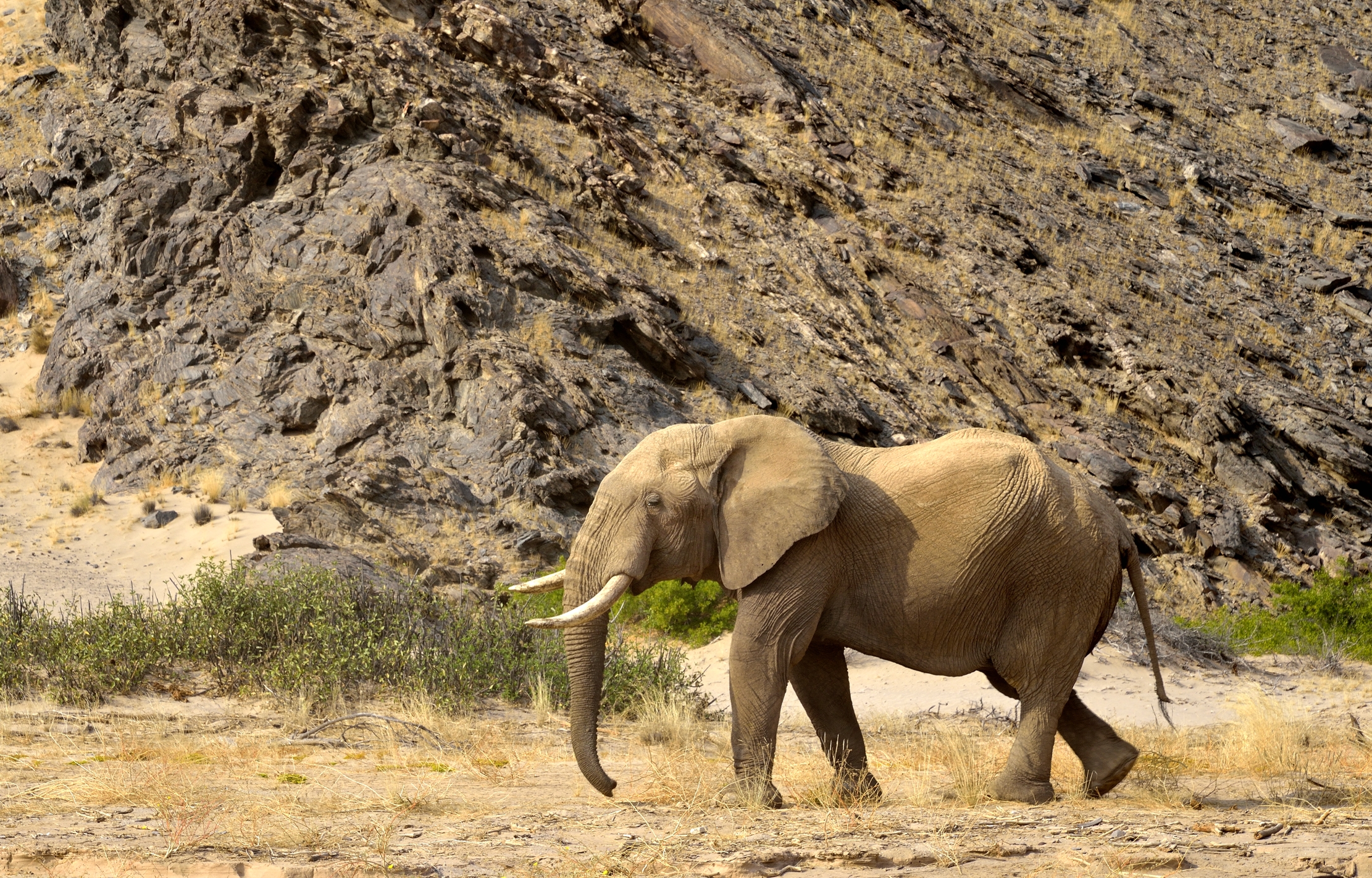Deserto del Kaokoland  - Elefante