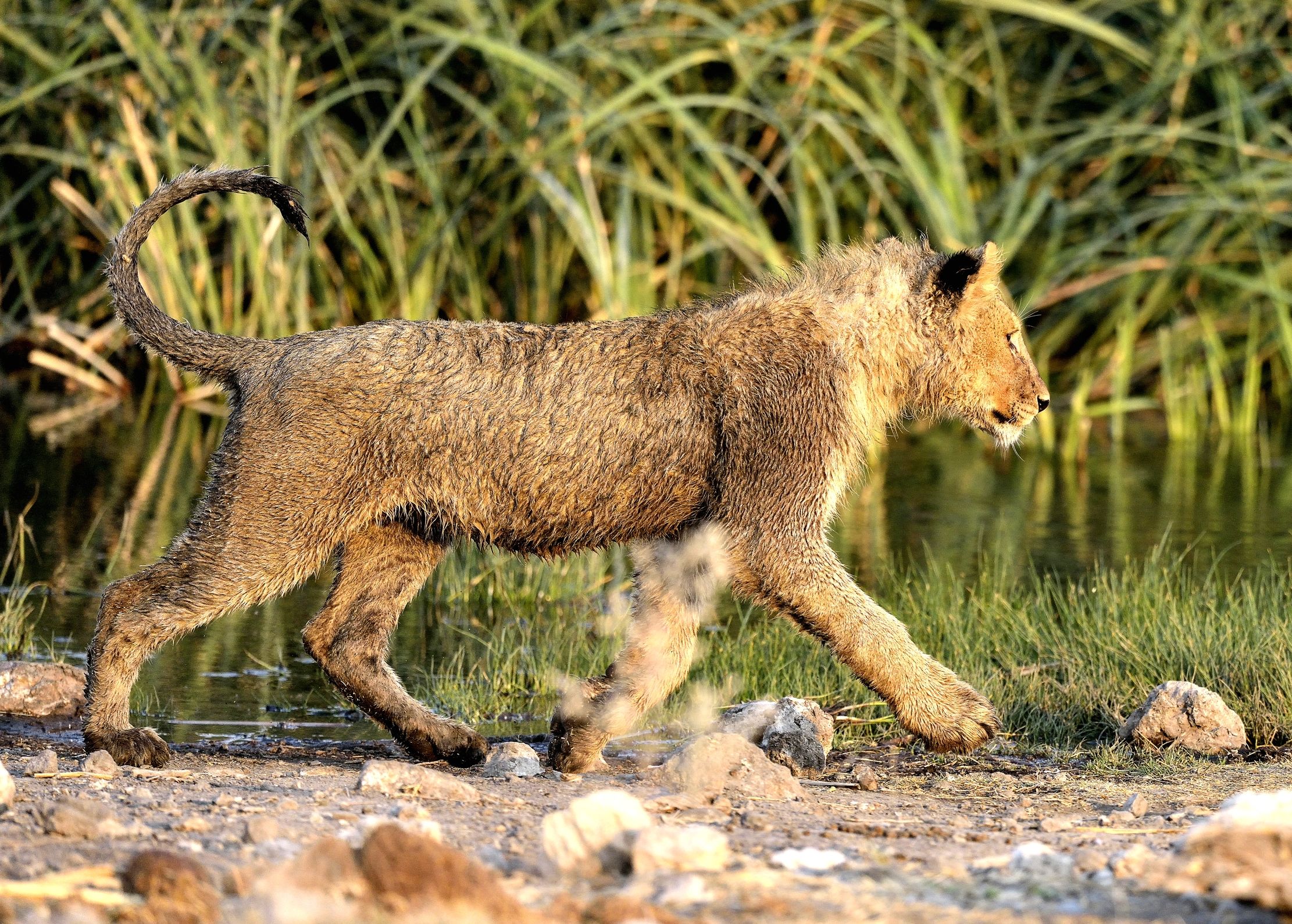 Etosha - Giovane Leone