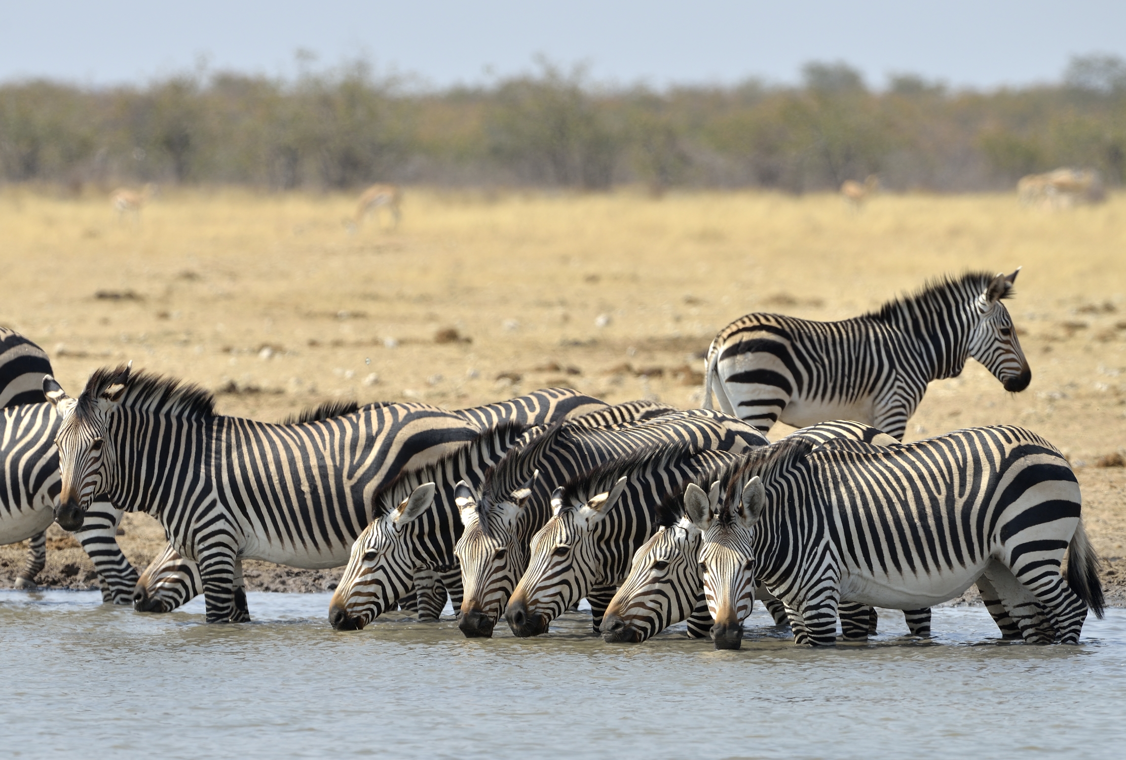 Etosha - Zebre di montagna