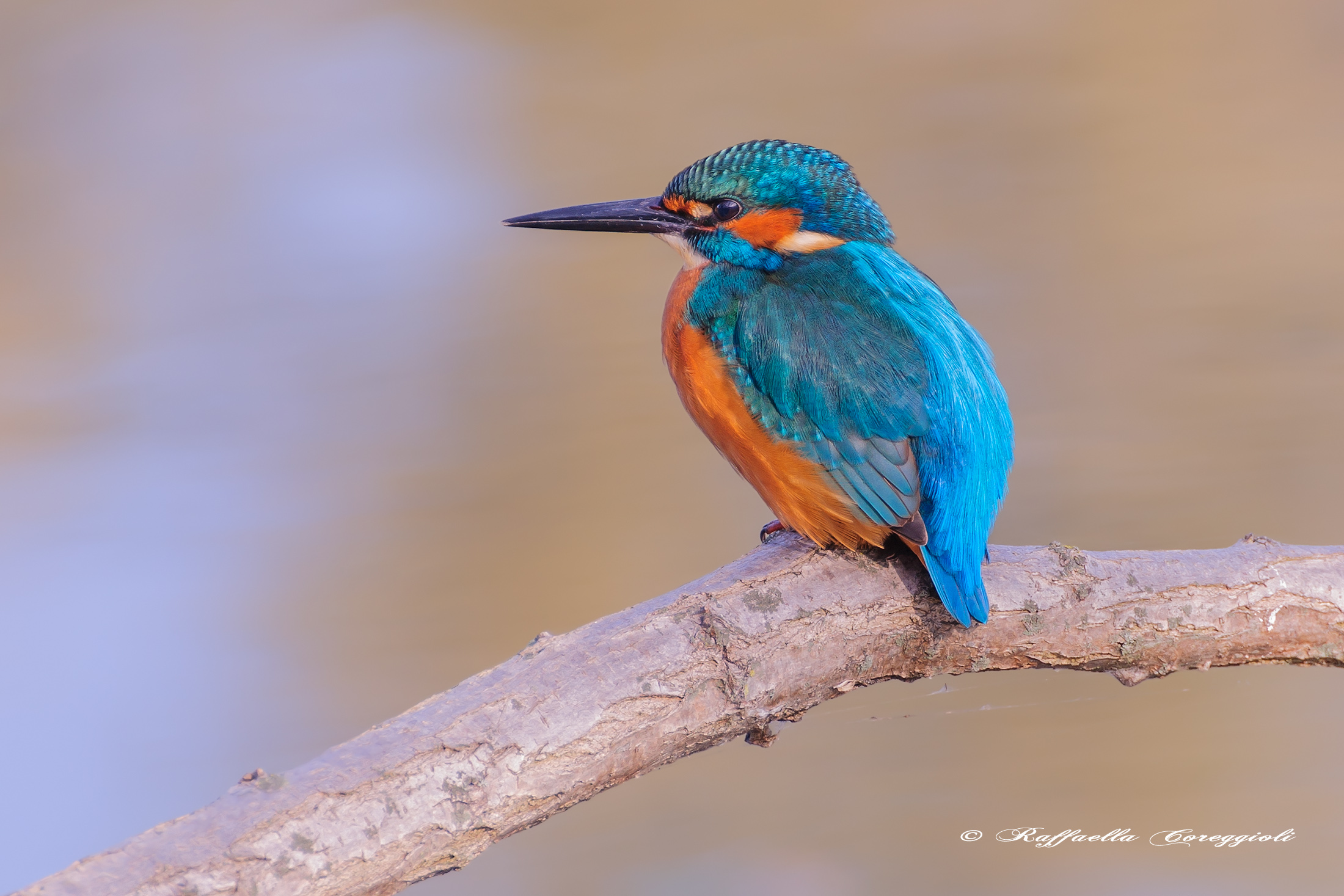 Alcedo atthis (Linnaeus, 1758)