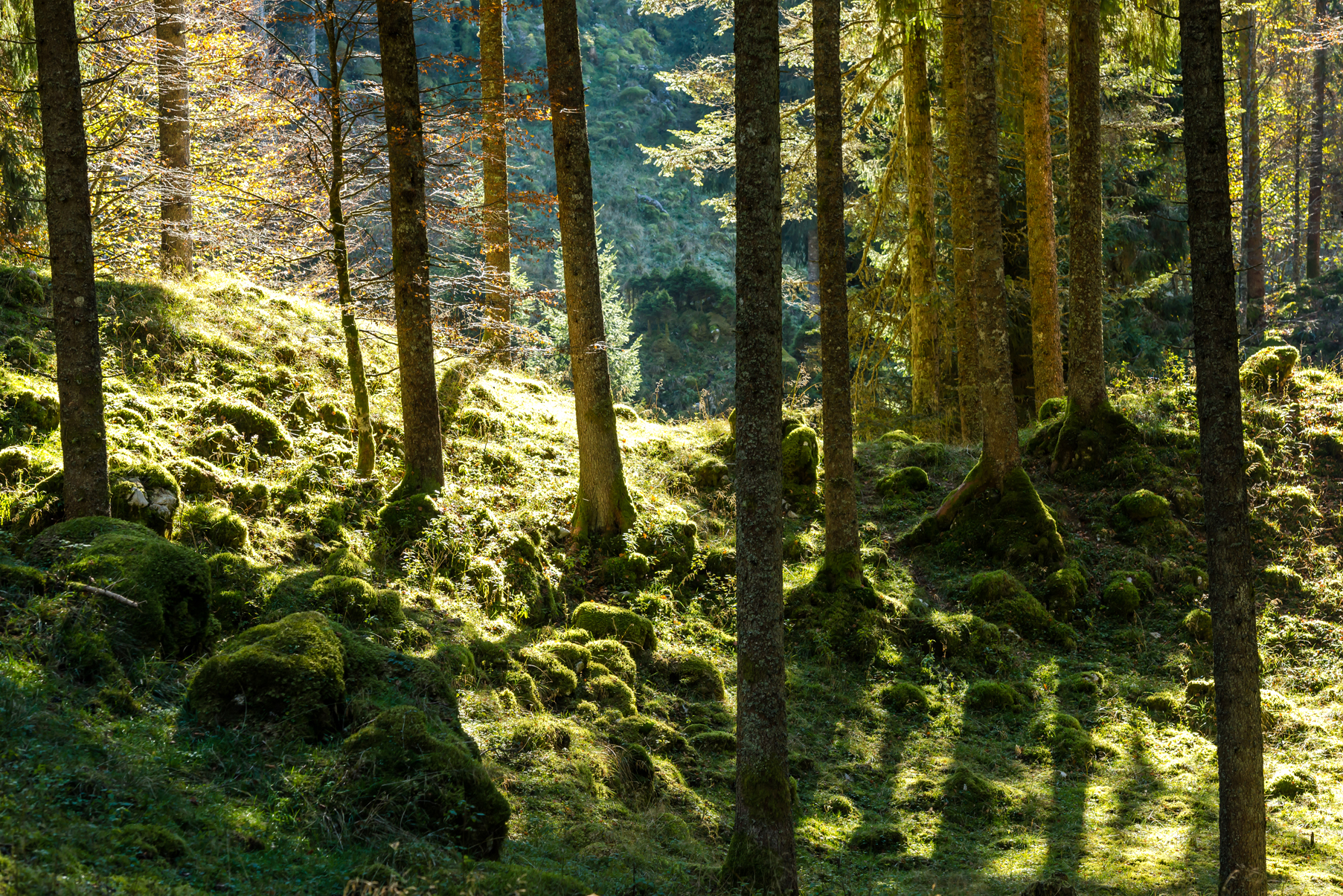 light among the pines of cansiglio