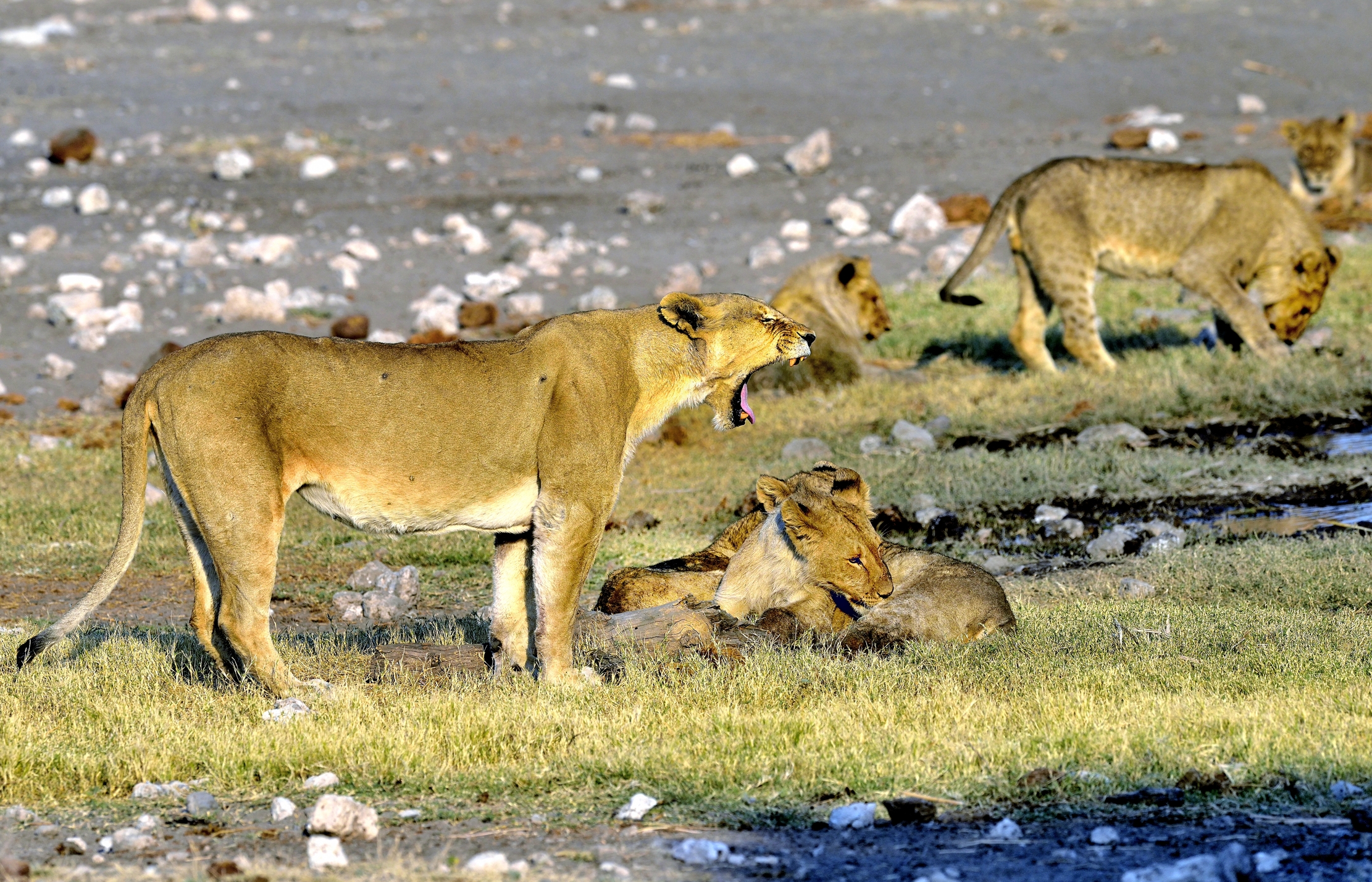 Etosha - Leonessa e cuccioloni