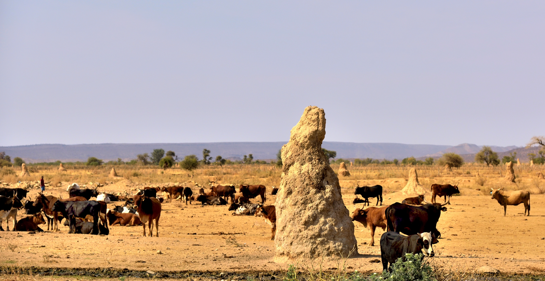 Ovamboland - Bestiame tra i Termitai