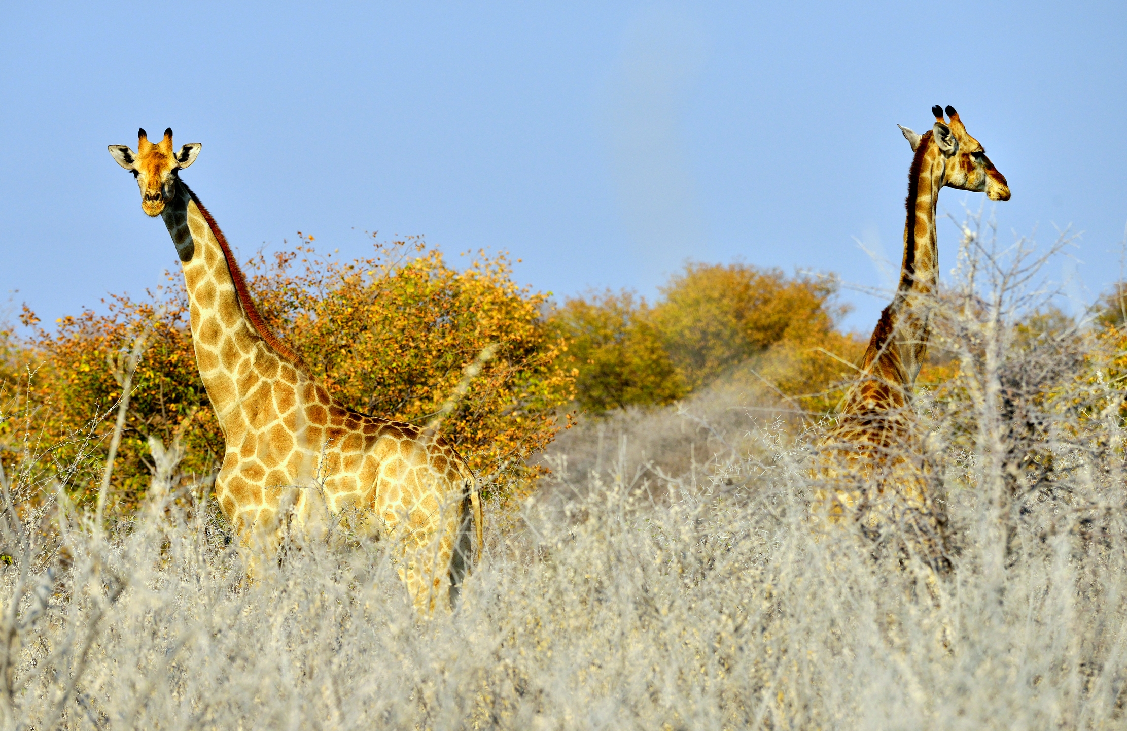 Etosha - Giraffe