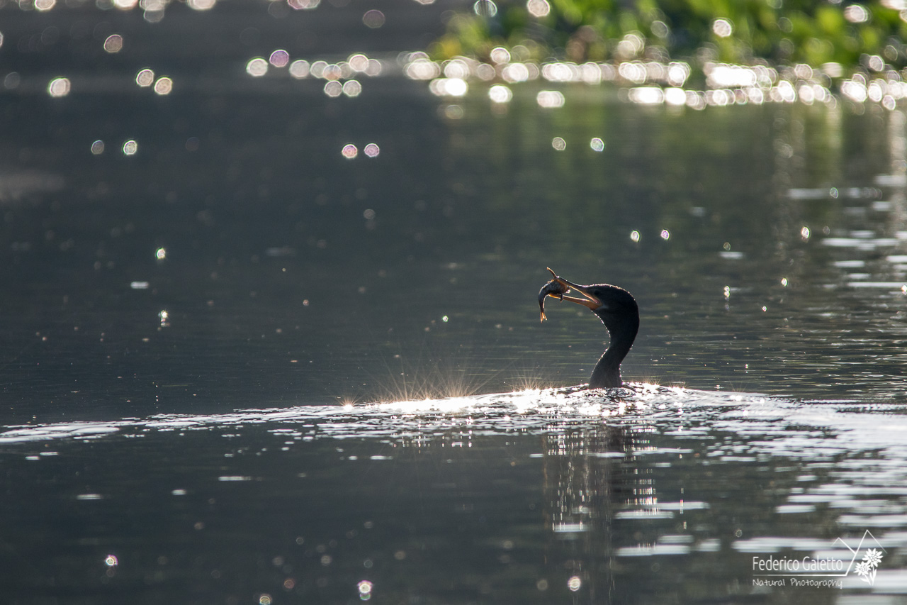 Cormorano back-light