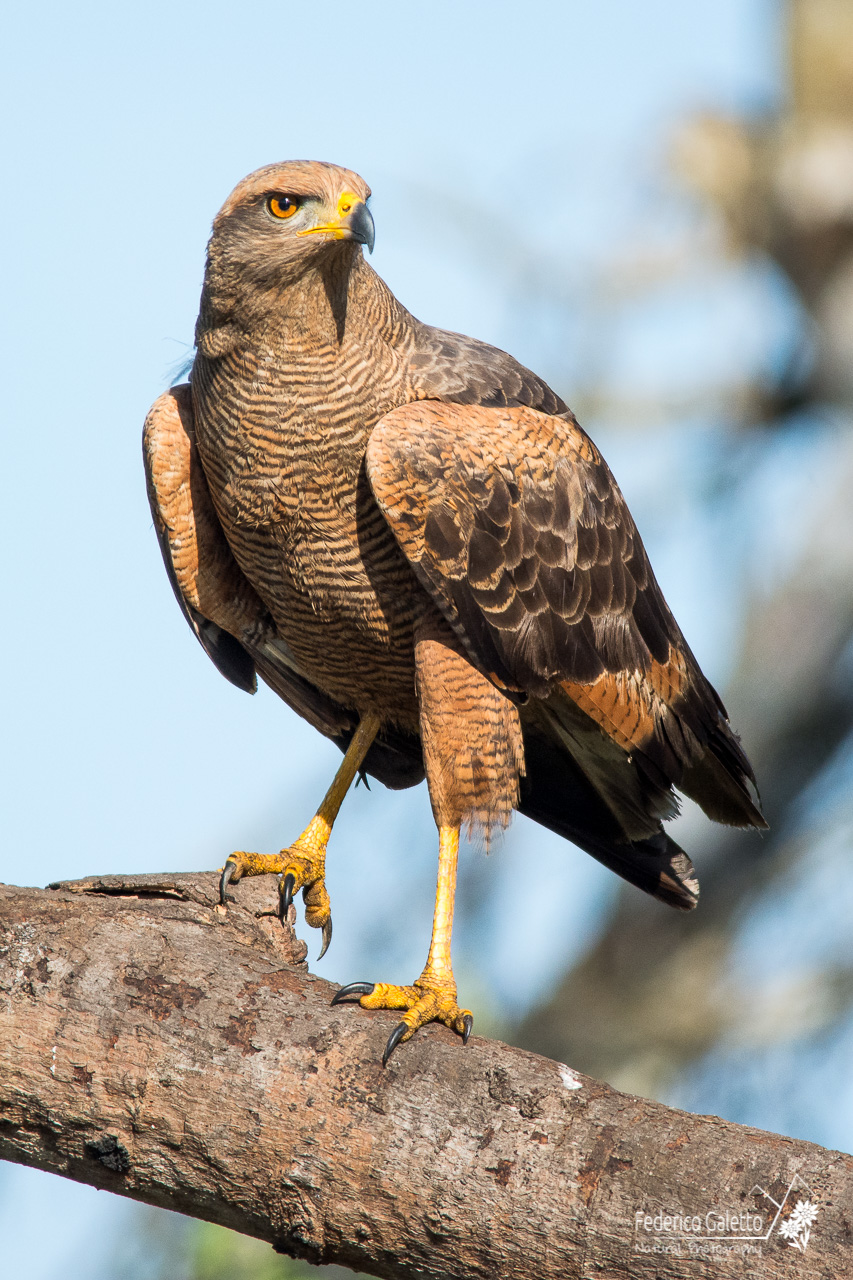 Savanna Hawk