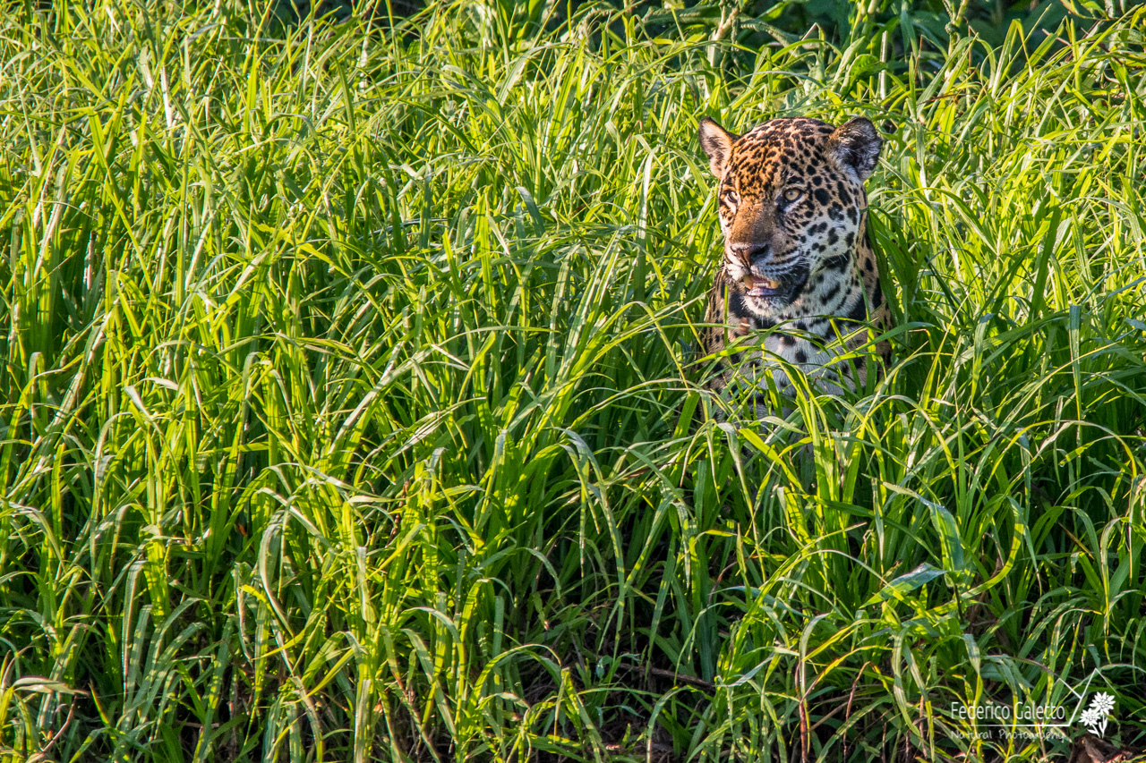 Giaguaro nella vegetazione