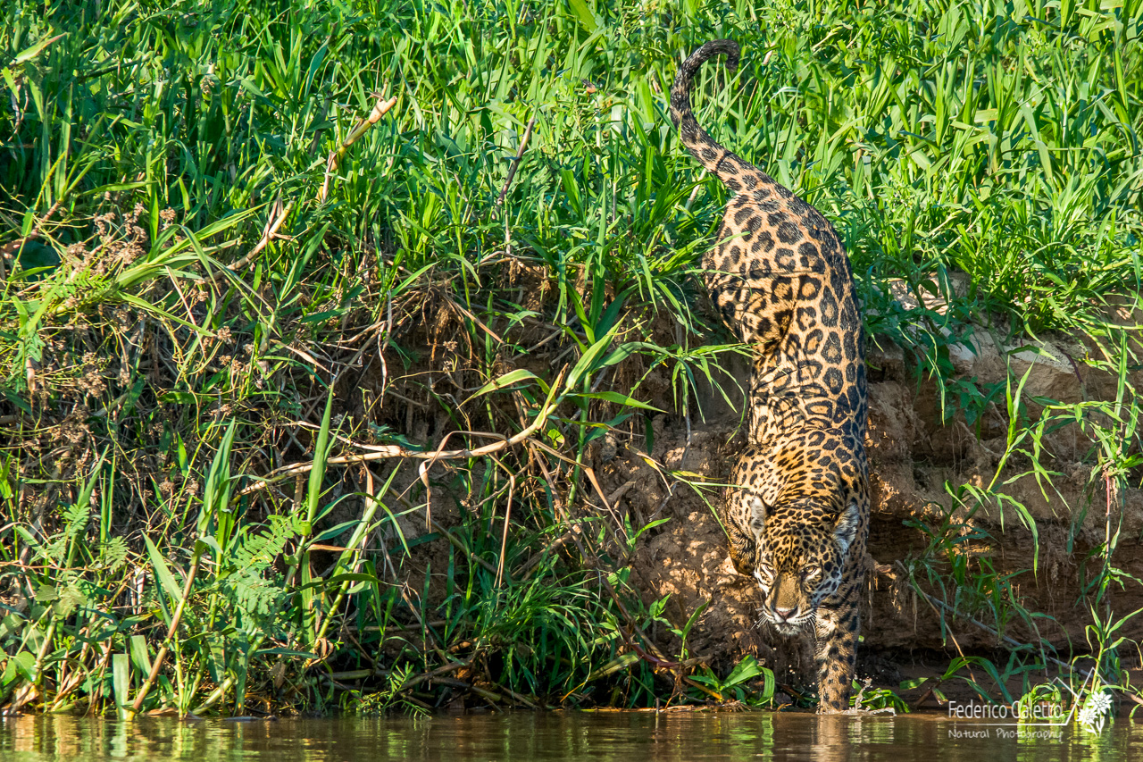 Che la caccia abbia inizio