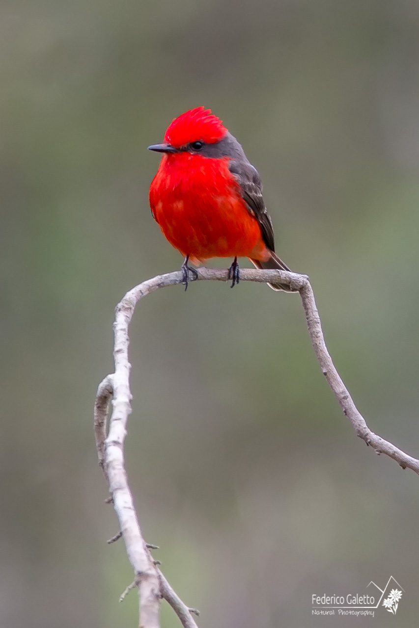 Il Principe (Vermilion Flycatcher)