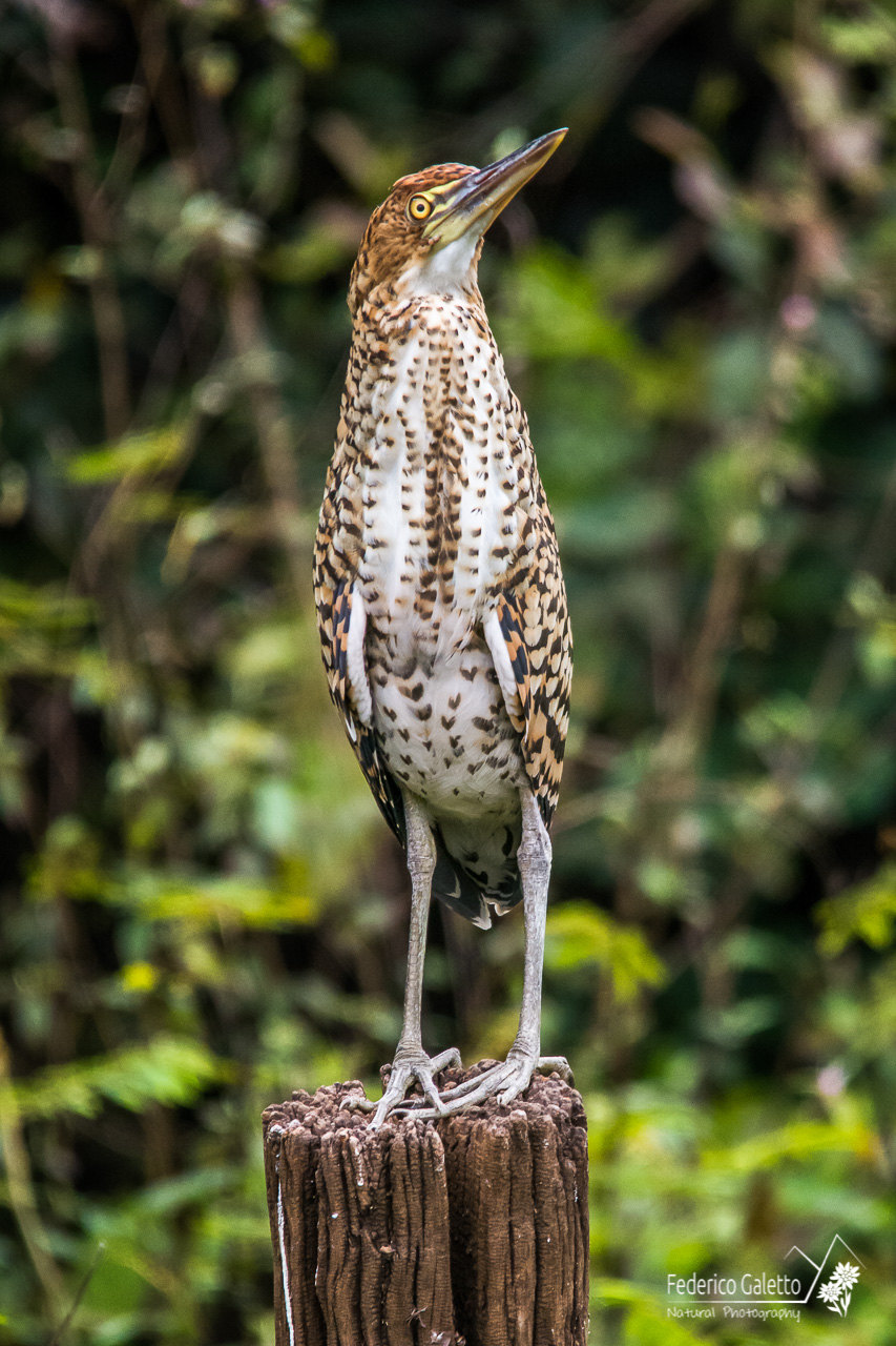 Tiger Heron
