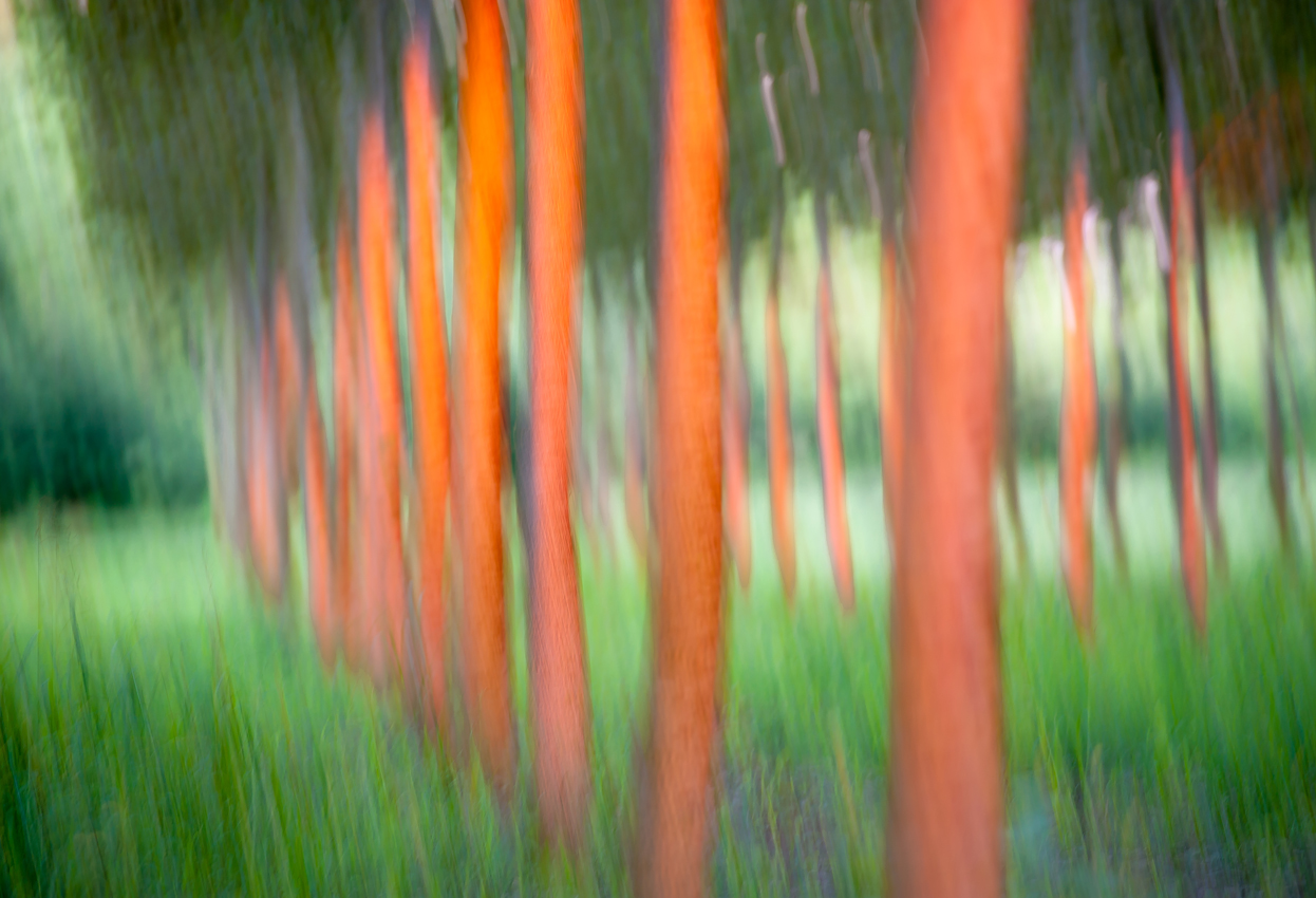 poplar grove at sunset