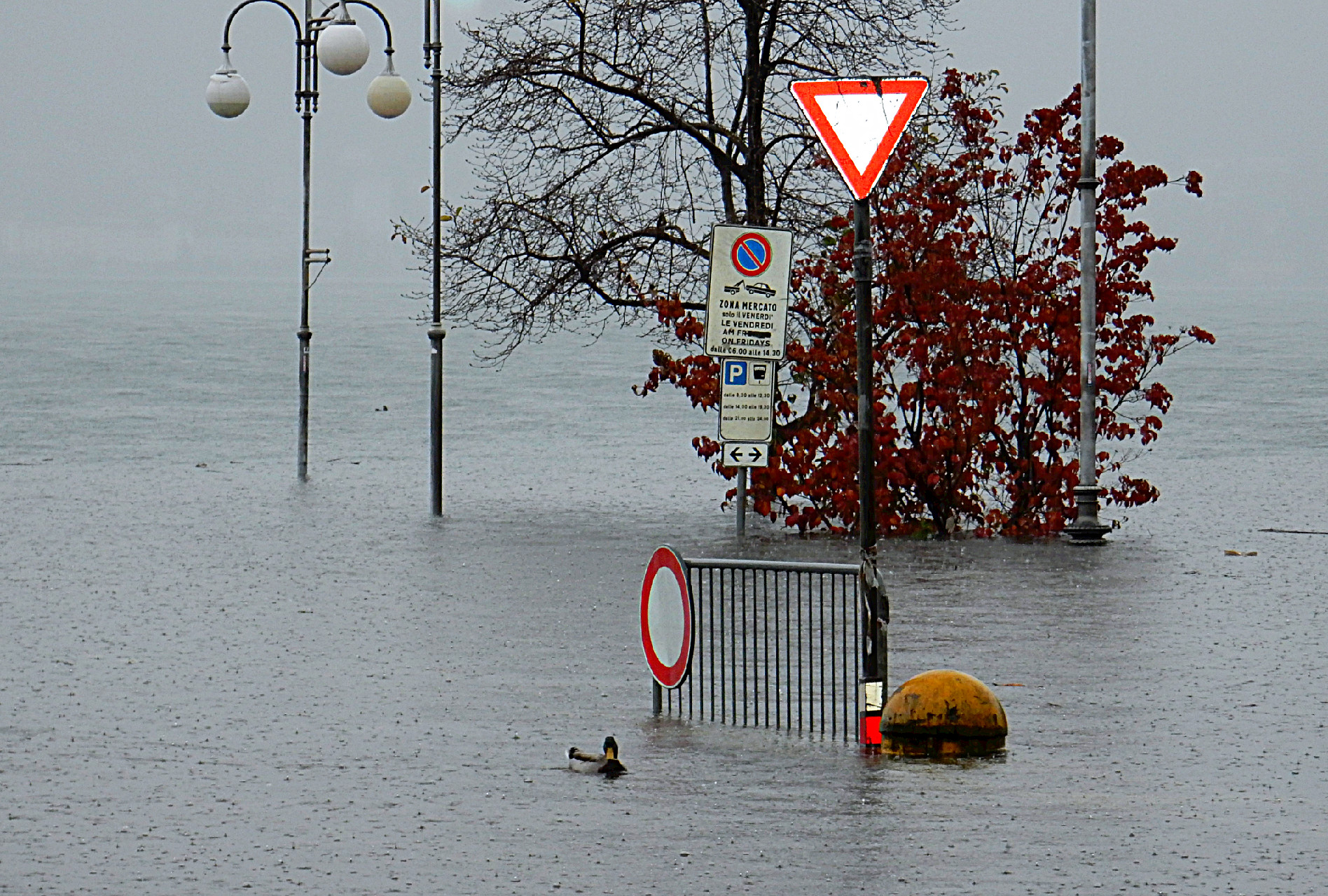 Divieto d'accesso per...paperi???
