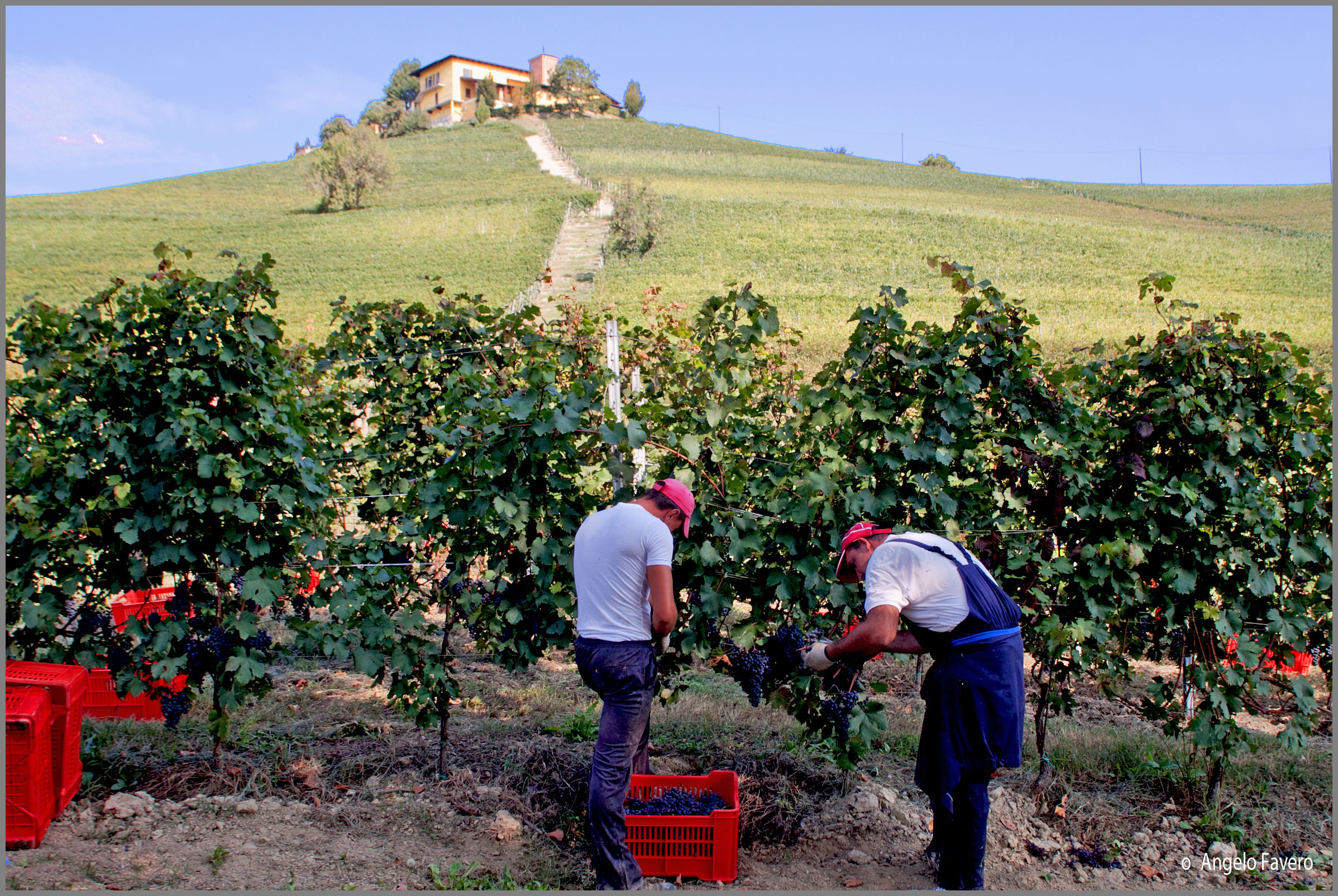 Harvest in Barolo