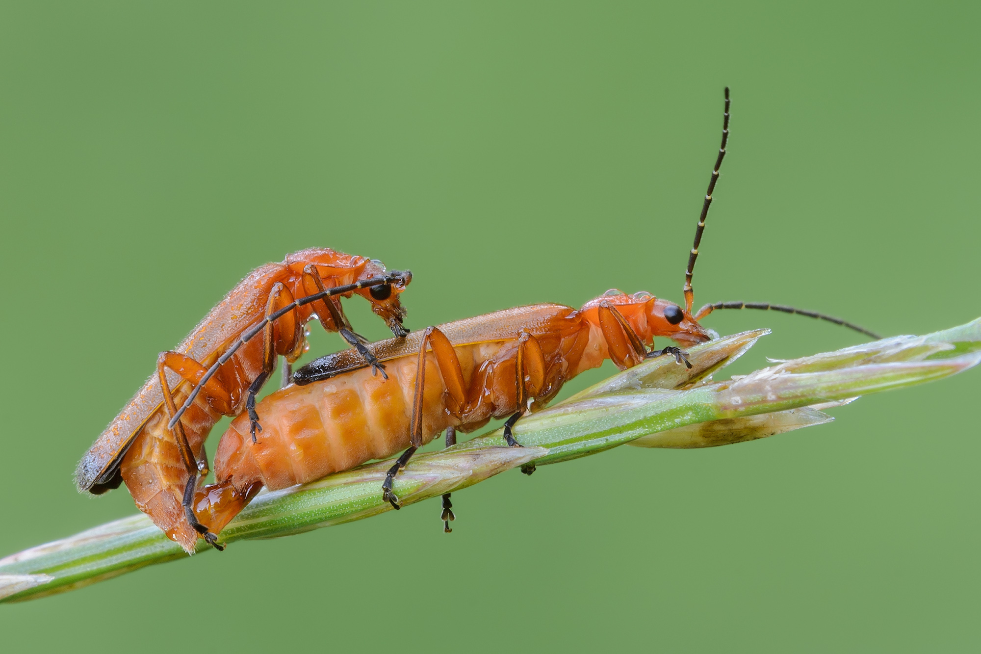 Rhagonycha fulva (Scopoli 1763)