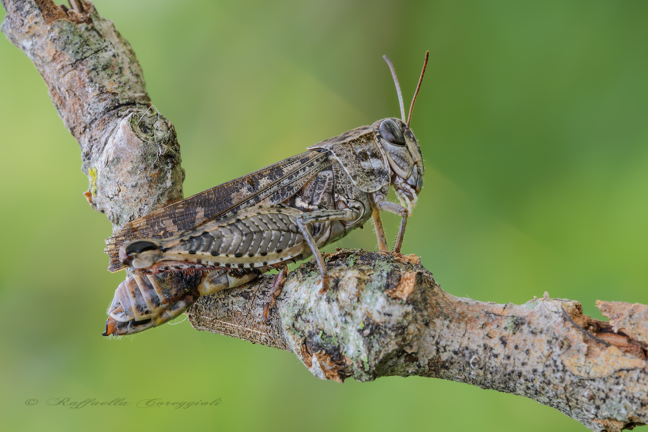 Calliptamus italicus (Linnaeus 1758)