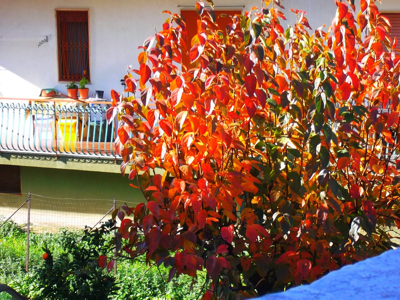 Albero rosso