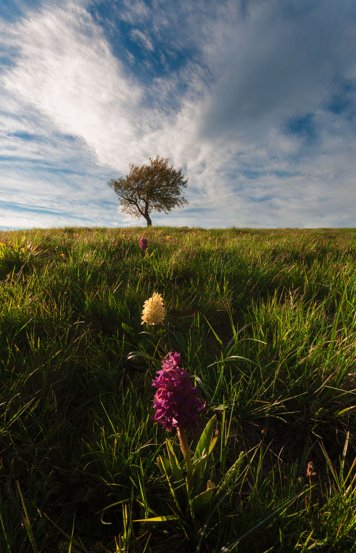 la rincorsa dei fiorellini