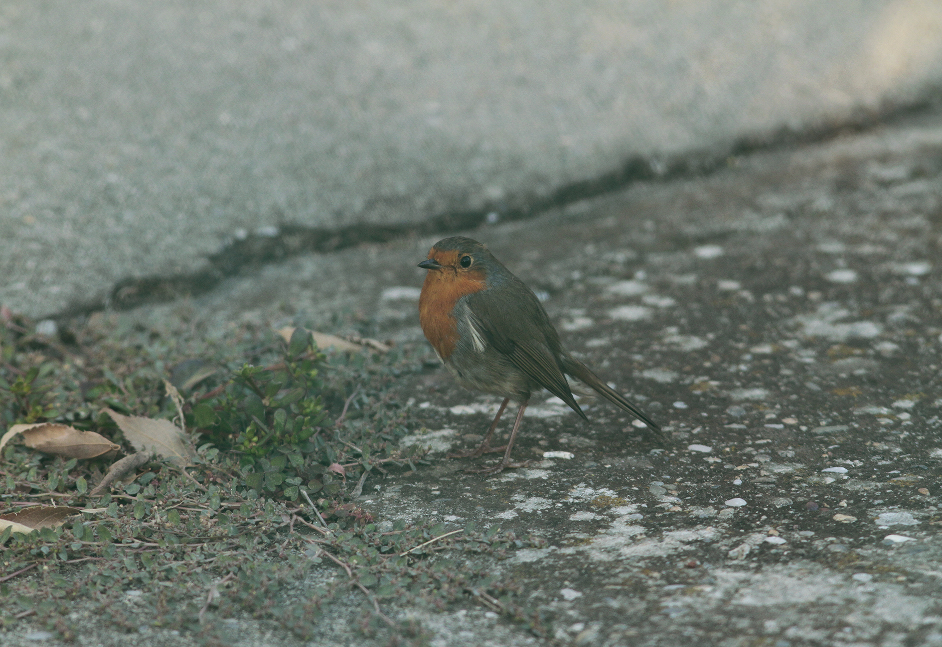 Robin