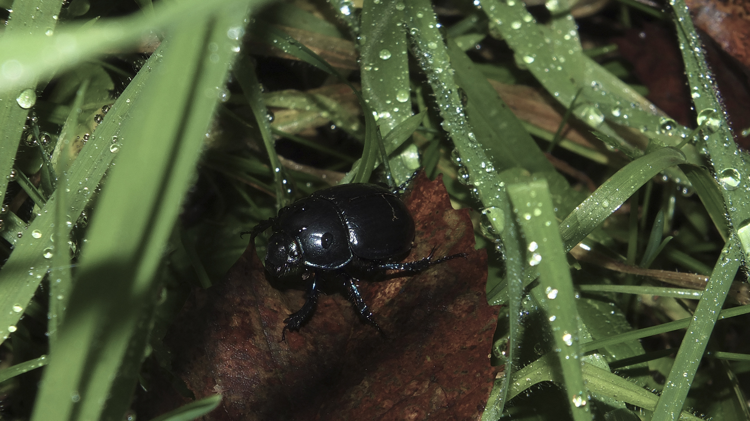 Scende la pioggia...