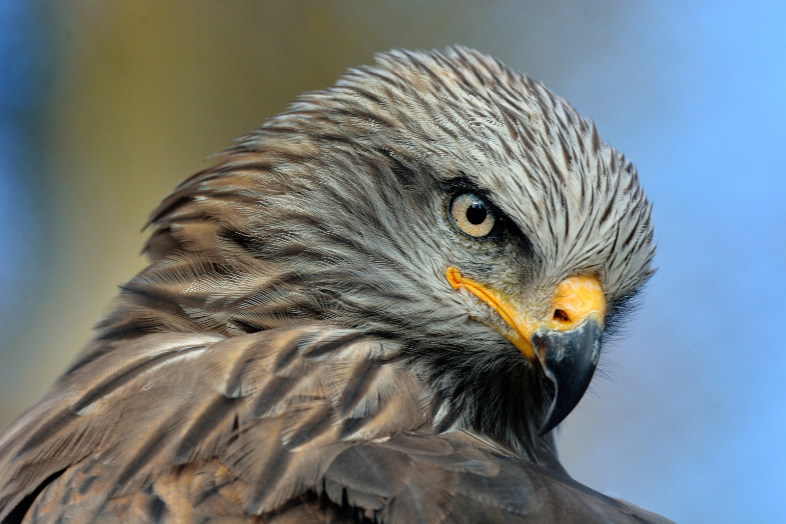 Black Kite