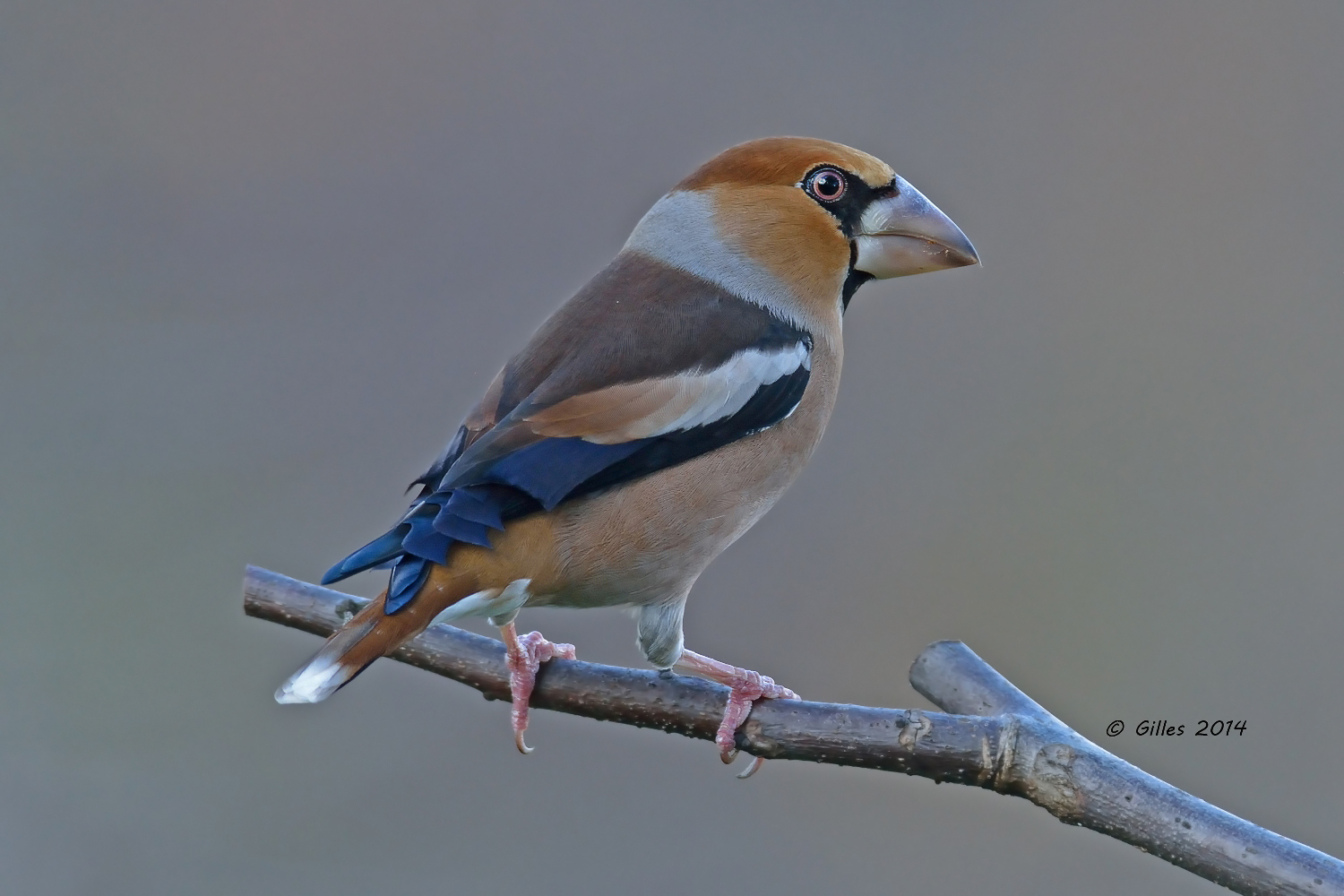 Grosbeak Male (Hawfinch)