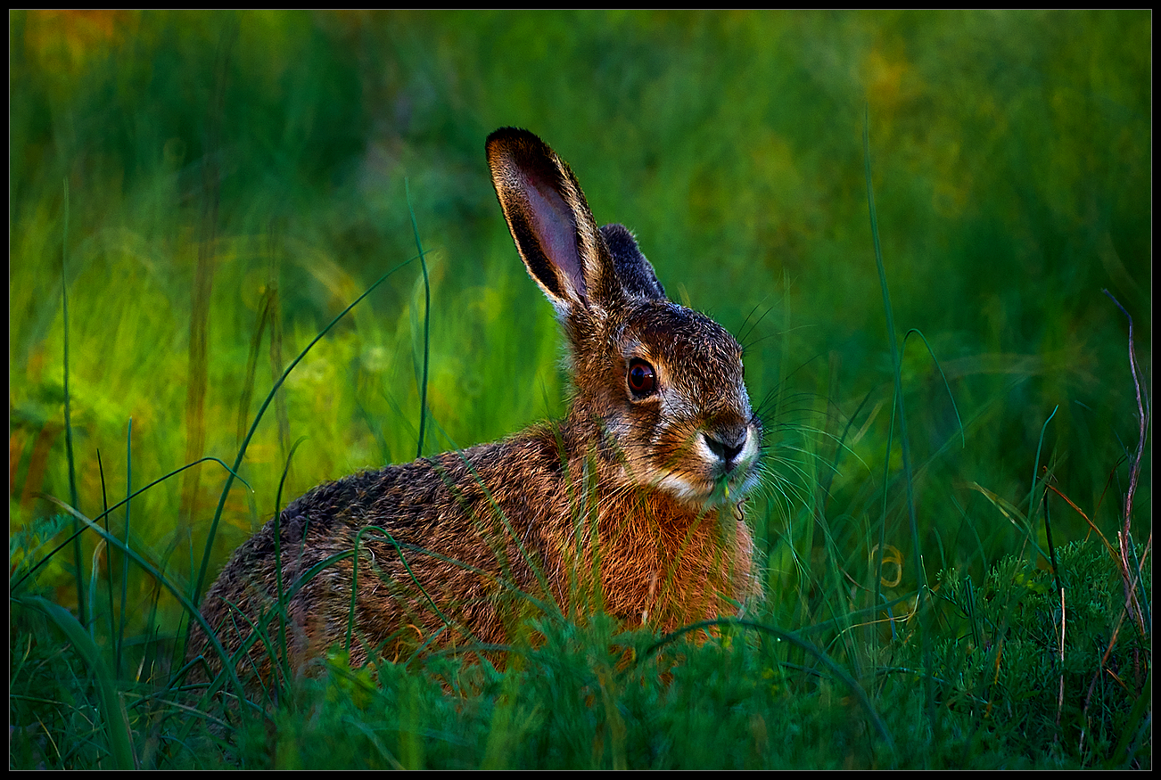 Leveret