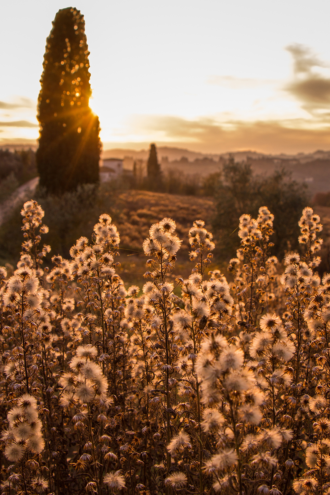 Tuscan Sunset