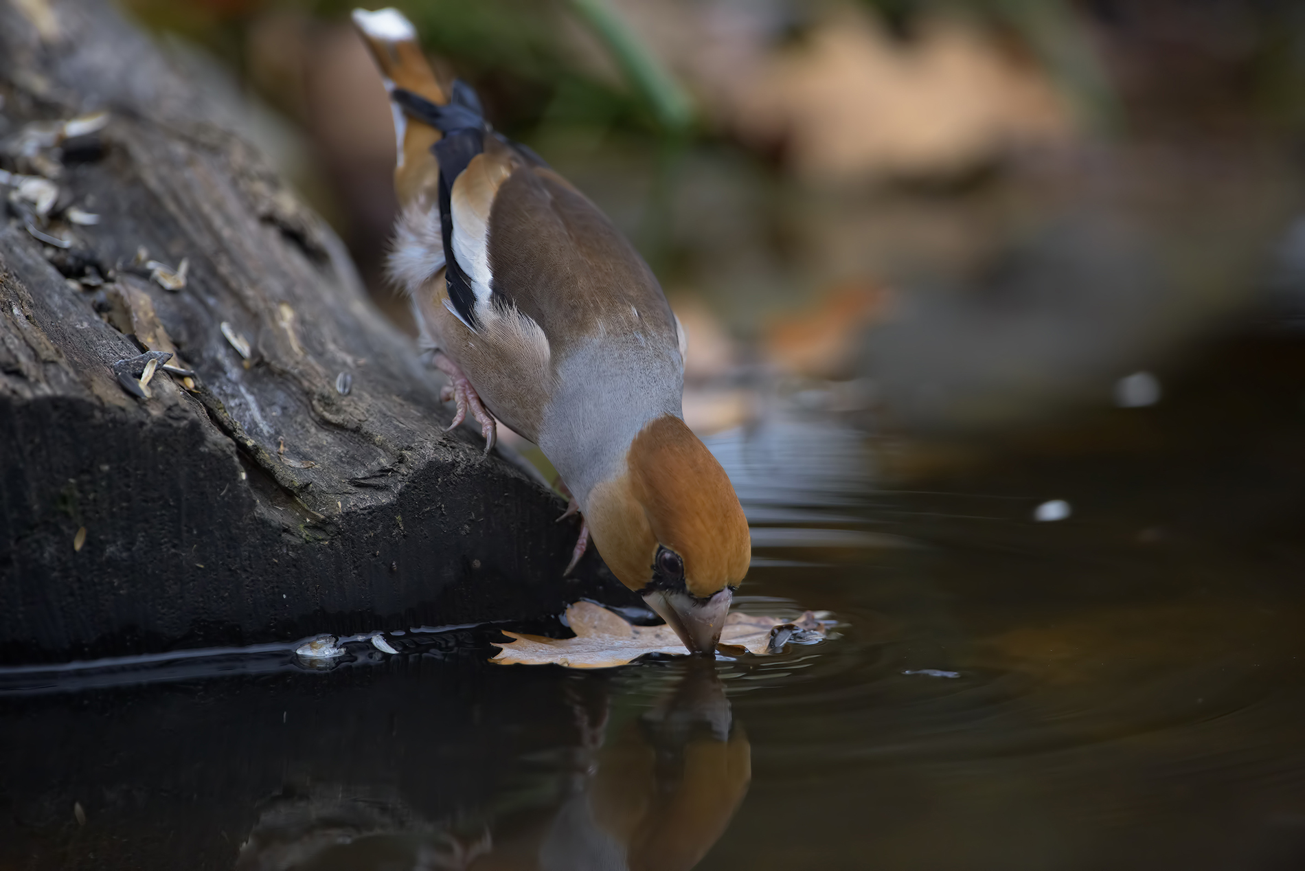 the watering of frosone