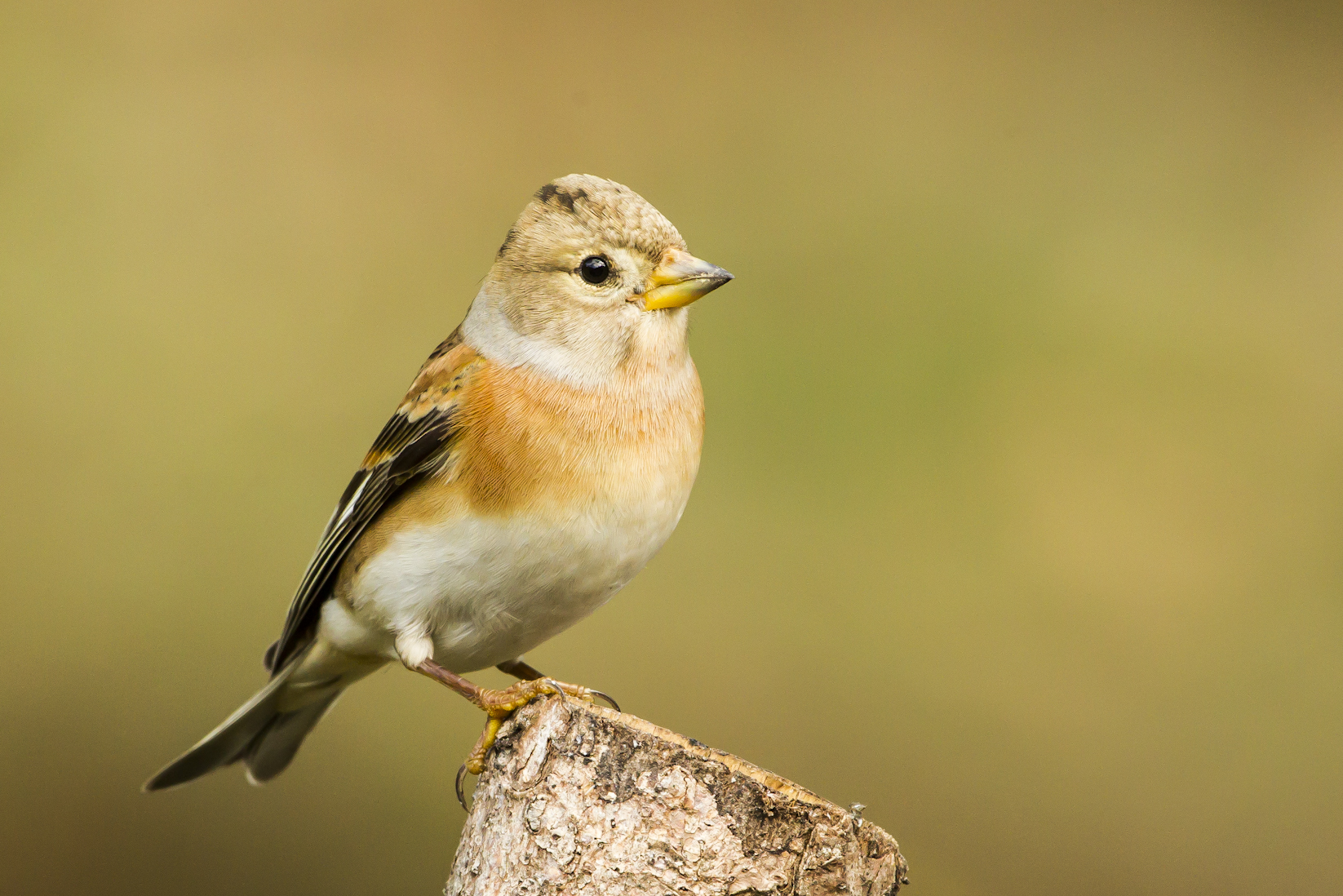 Female Brambling