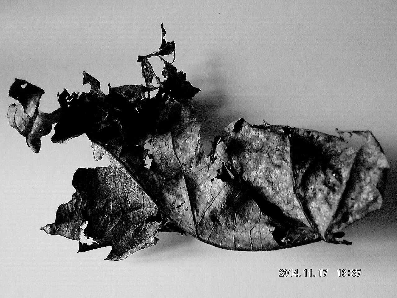 leaf b / w
