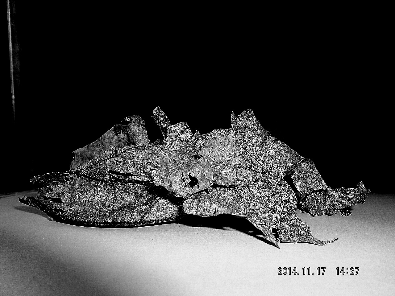 Exoskeleton leaf simila. a dinosaur