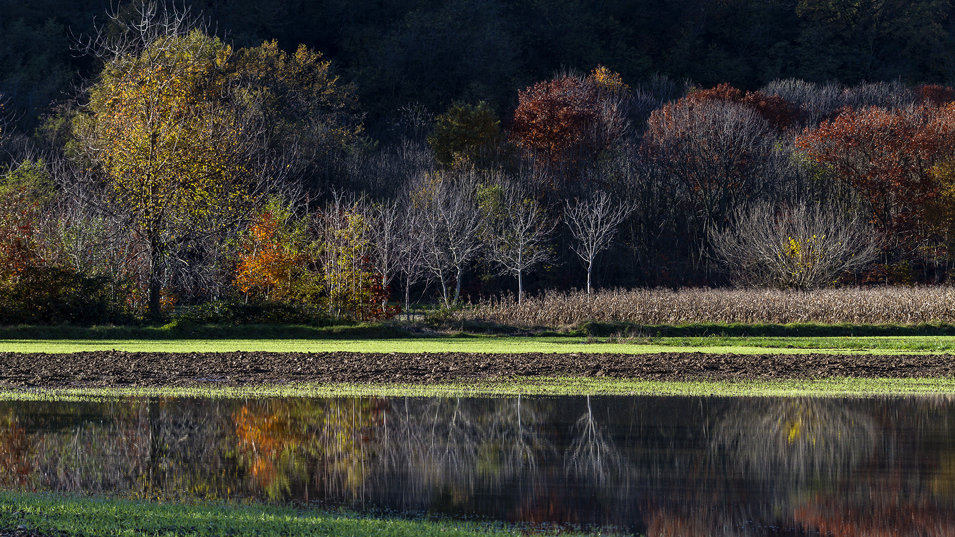 Ultimi colori dell'autunno......