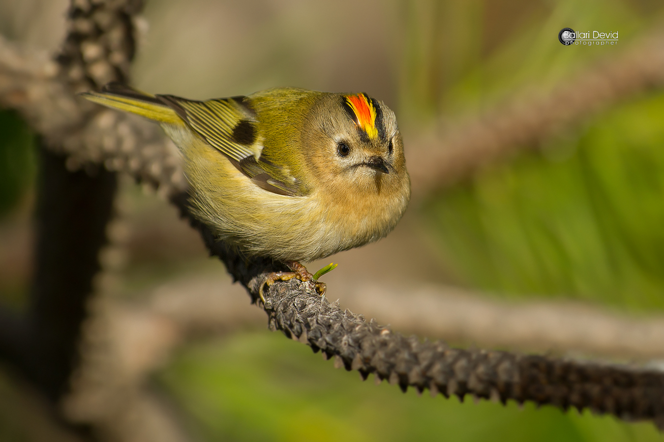 il ciuffo del regolo
