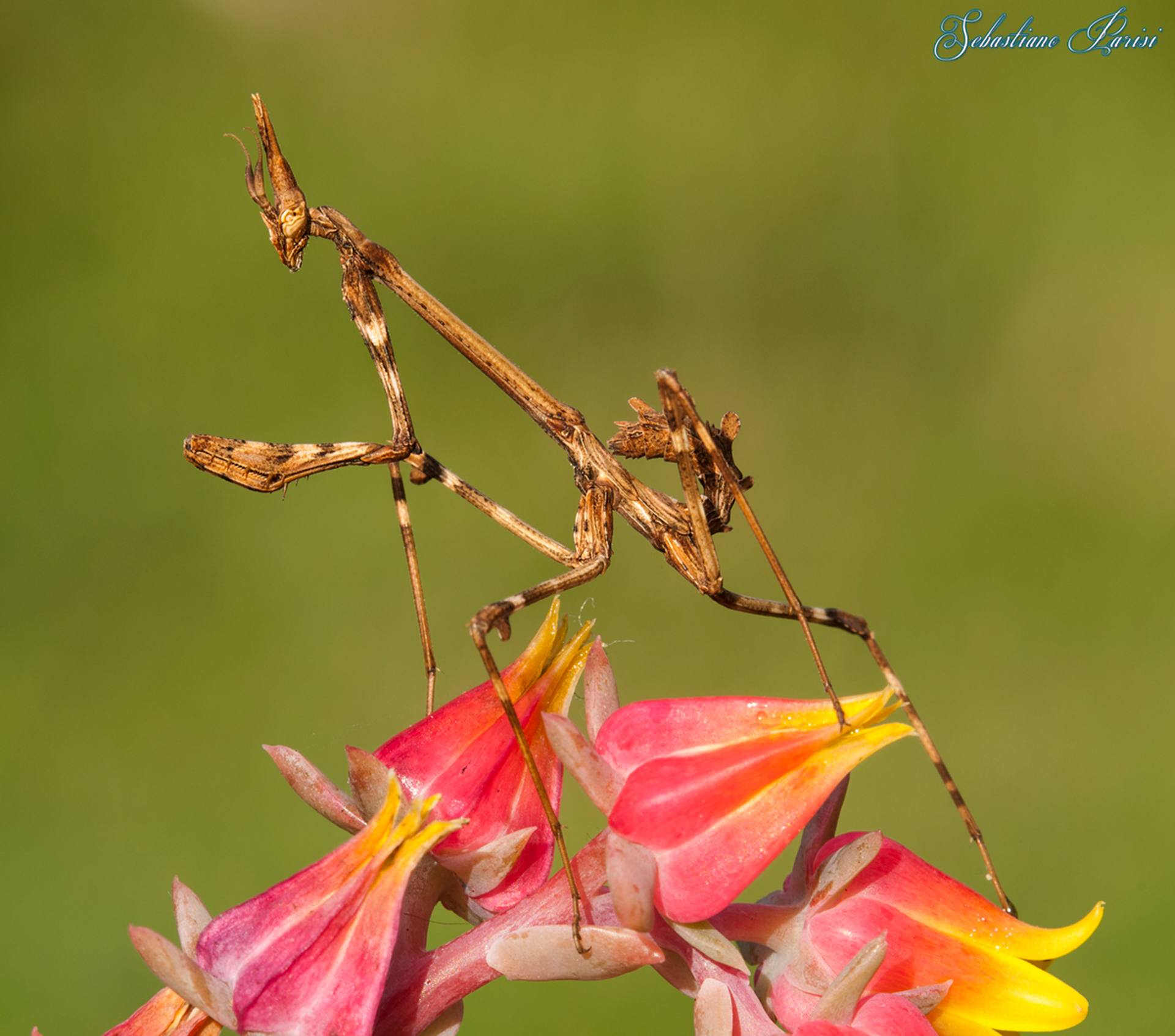 Empusa pennata