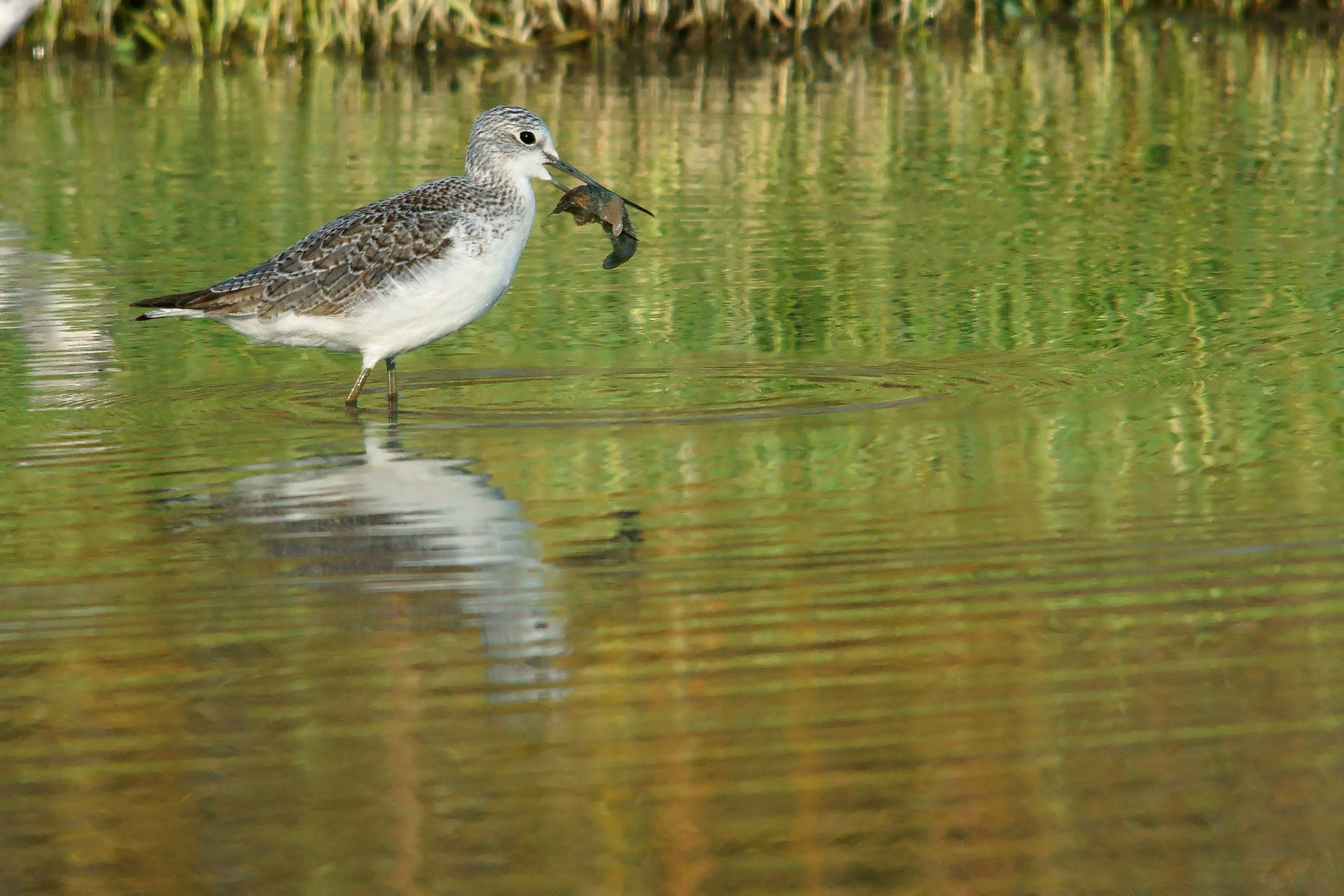 Greenshank